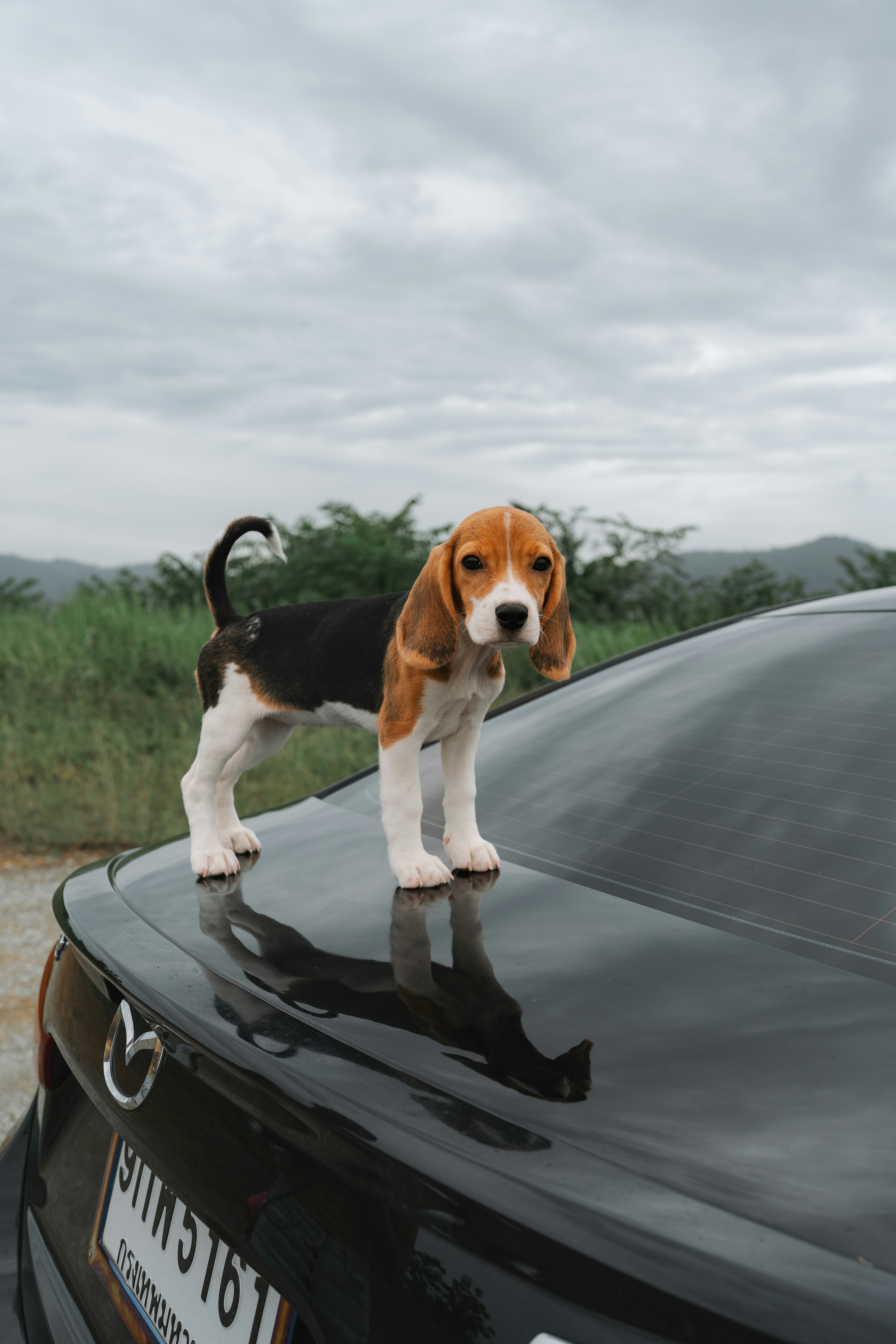 비글 강아지가 차 위에 서 있습니다. 사진 – Unsplash의 무료 자동차 이미지, image size:3000x4500