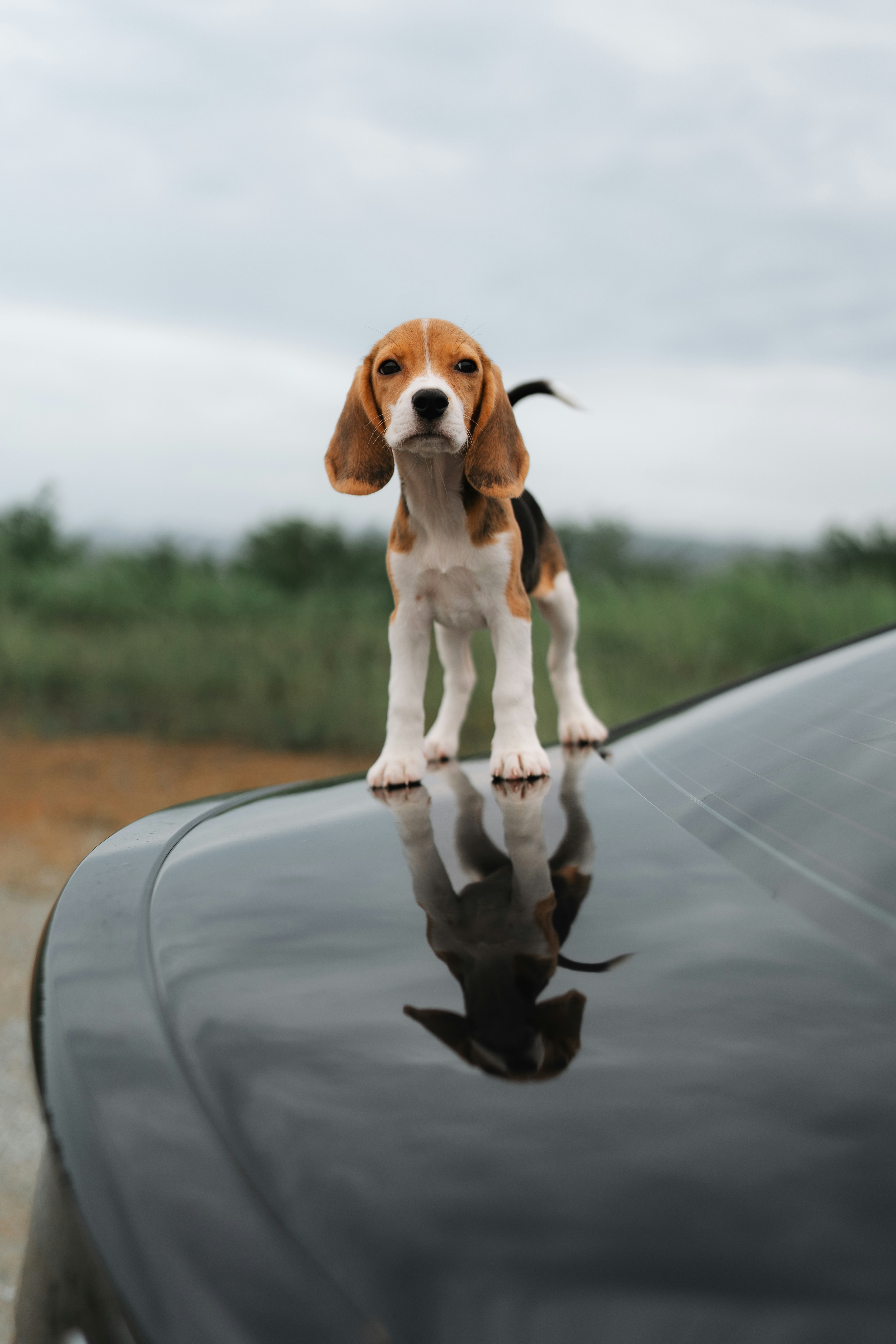 감동실화)인간이 되고싶었던 강아지 - 구쭈 전체 인기글 - 침하하, image size:3000x4500