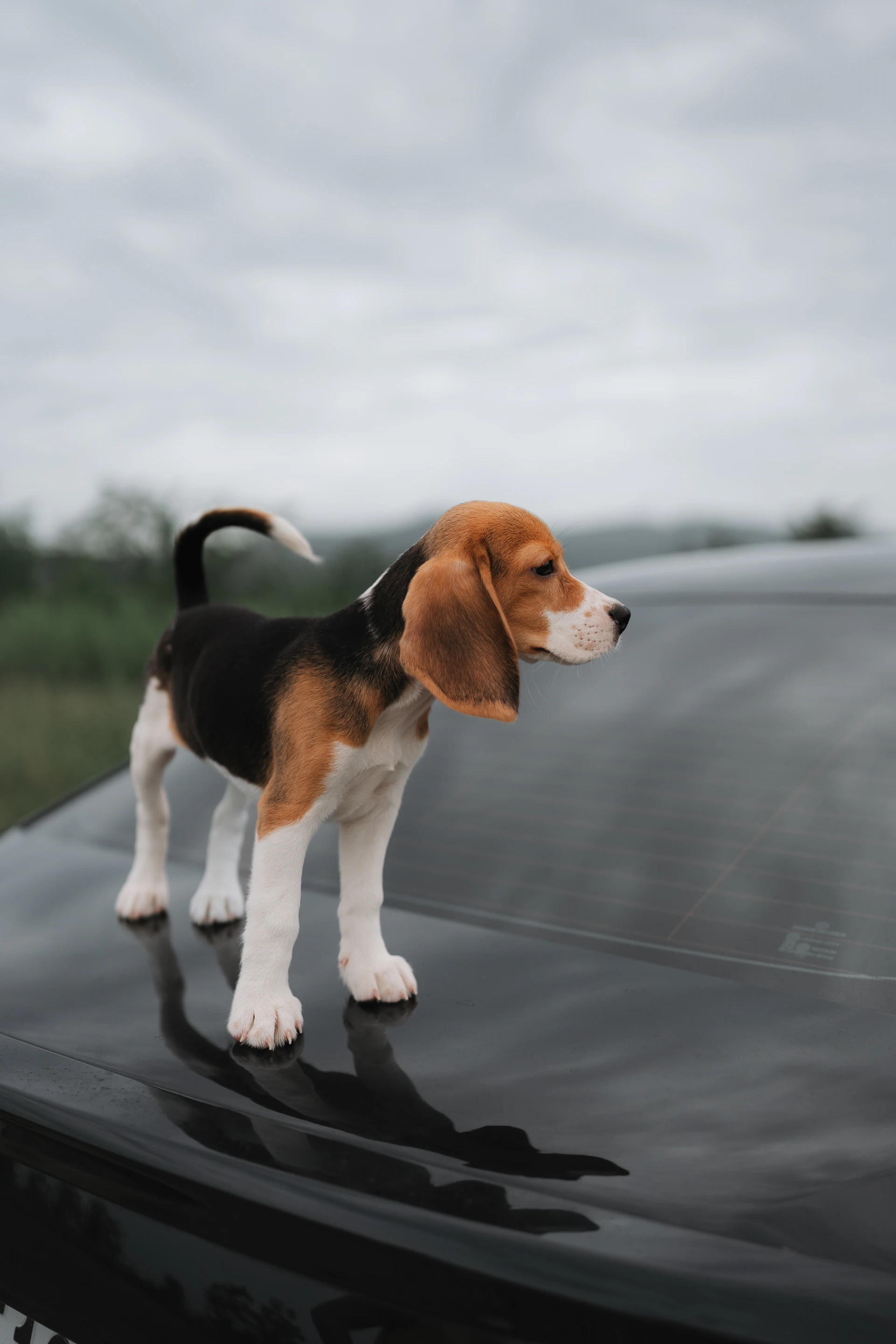A beagle puppy stands on a car's hood.