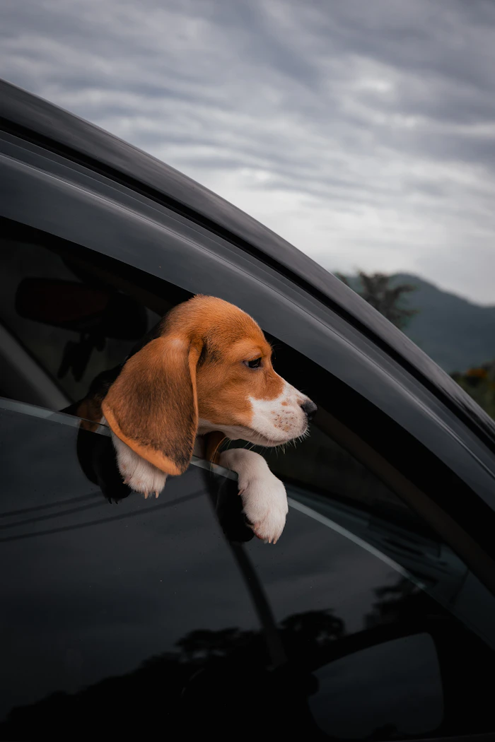 A beagle puppy with its head out of a car window