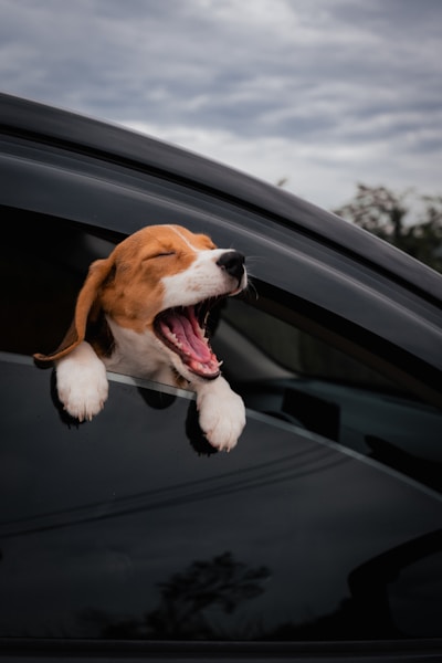 Bringing Your Puppy Home from the Breeder: Day One Guide