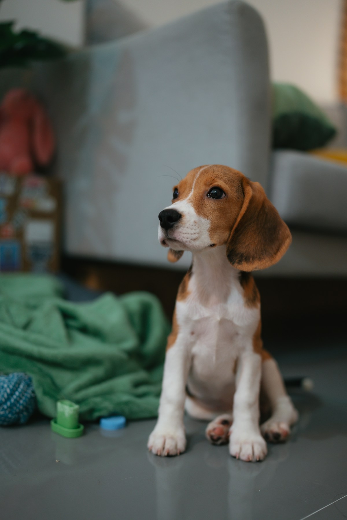 Puppy Visits and Sitting image background image