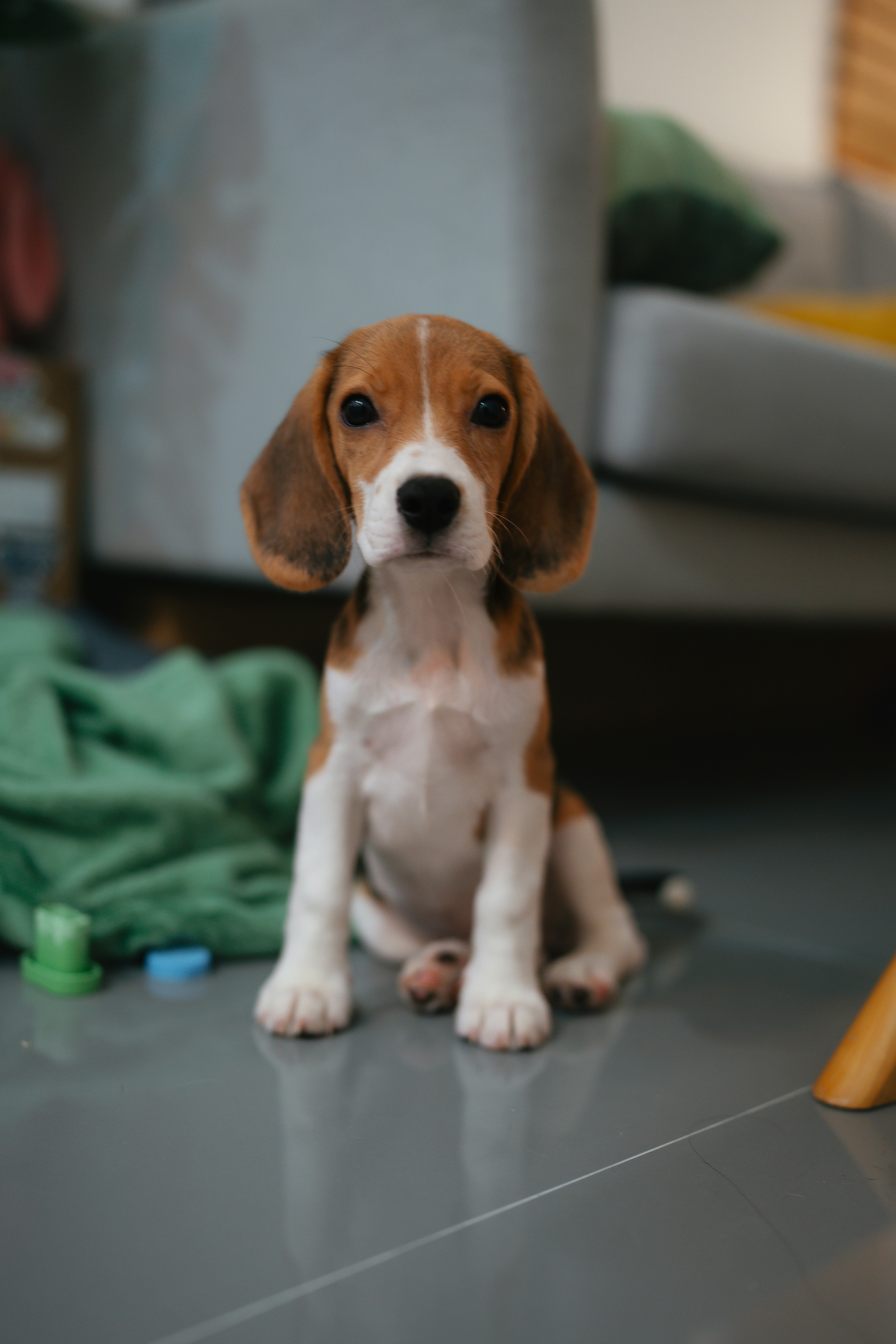 귀여운 비글 강아지가 바닥에 앉아 있습니다. 사진 – Unsplash의 무료 여자 이미지, image size:3000x4500