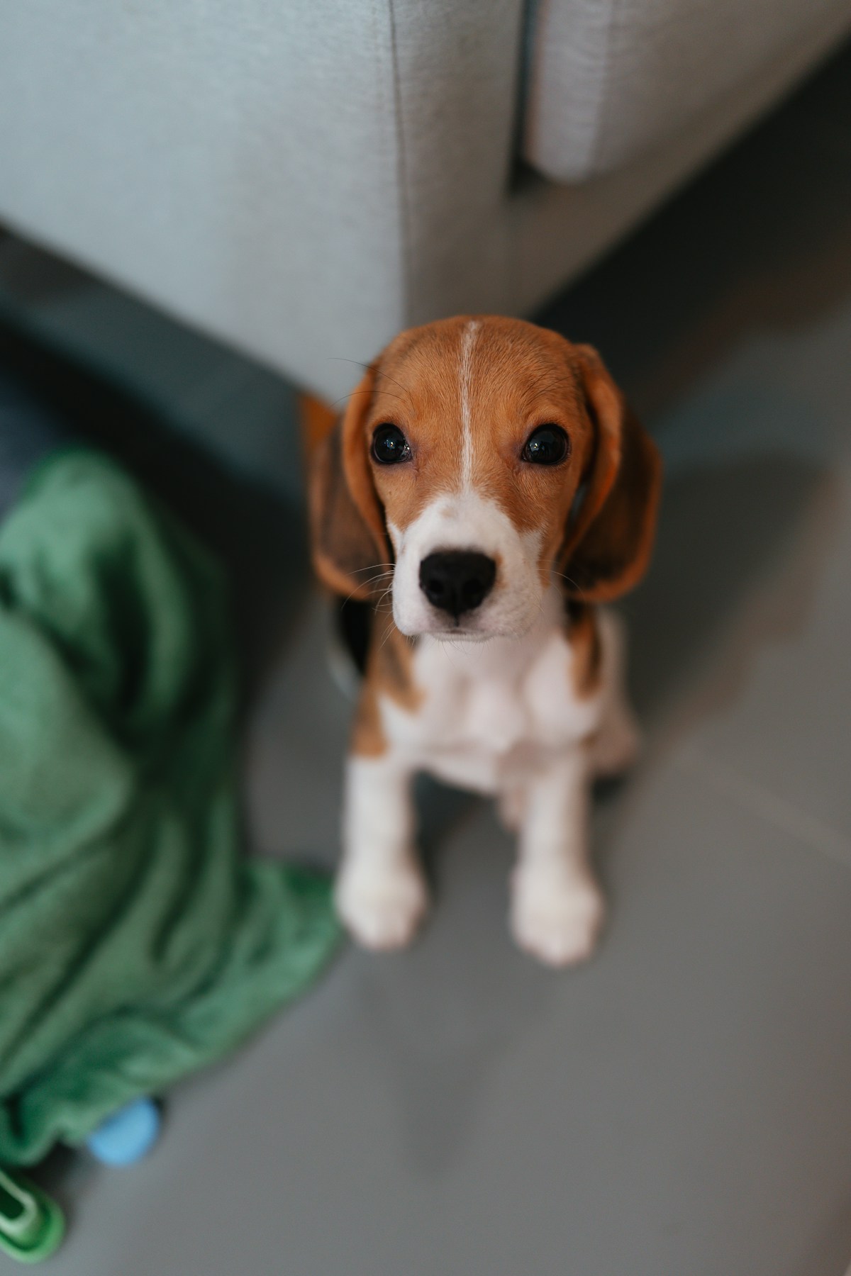 Filhote de Beagle sentado no chão da sala olhando para cima