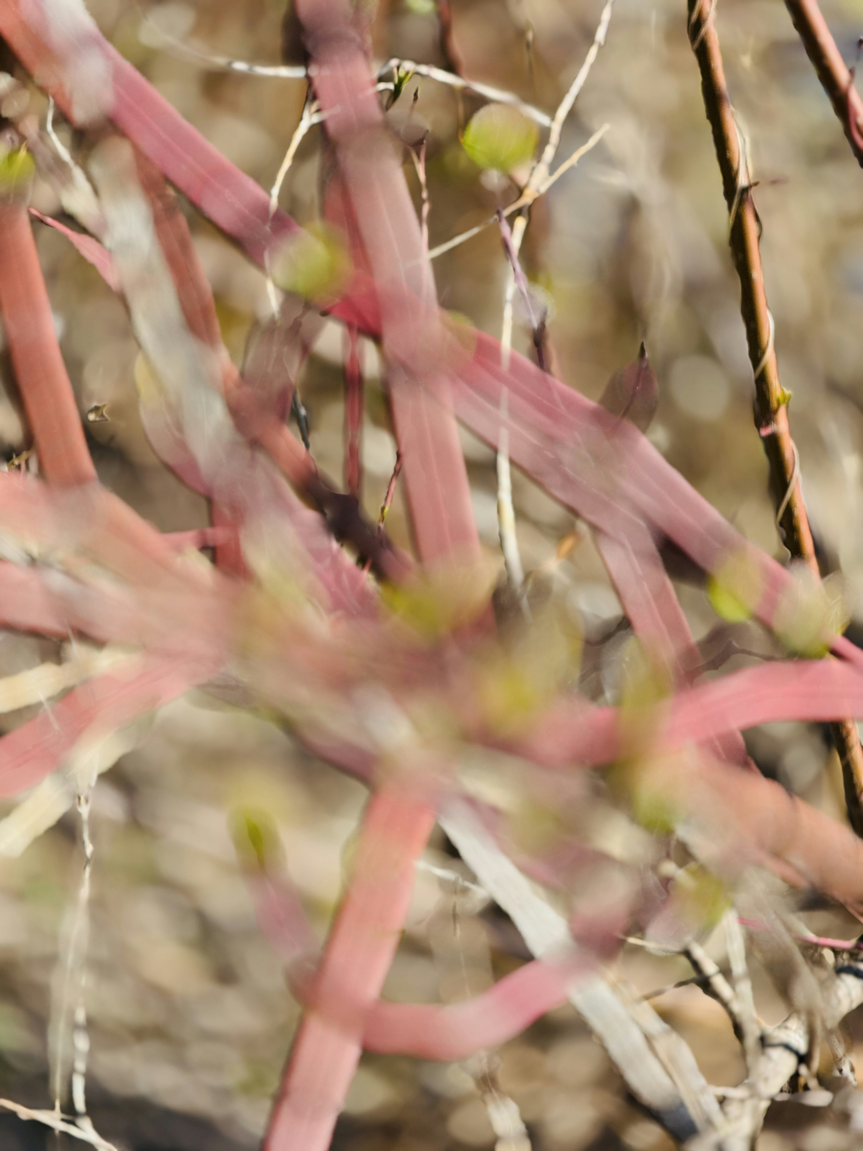 Red stems and green buds are visible