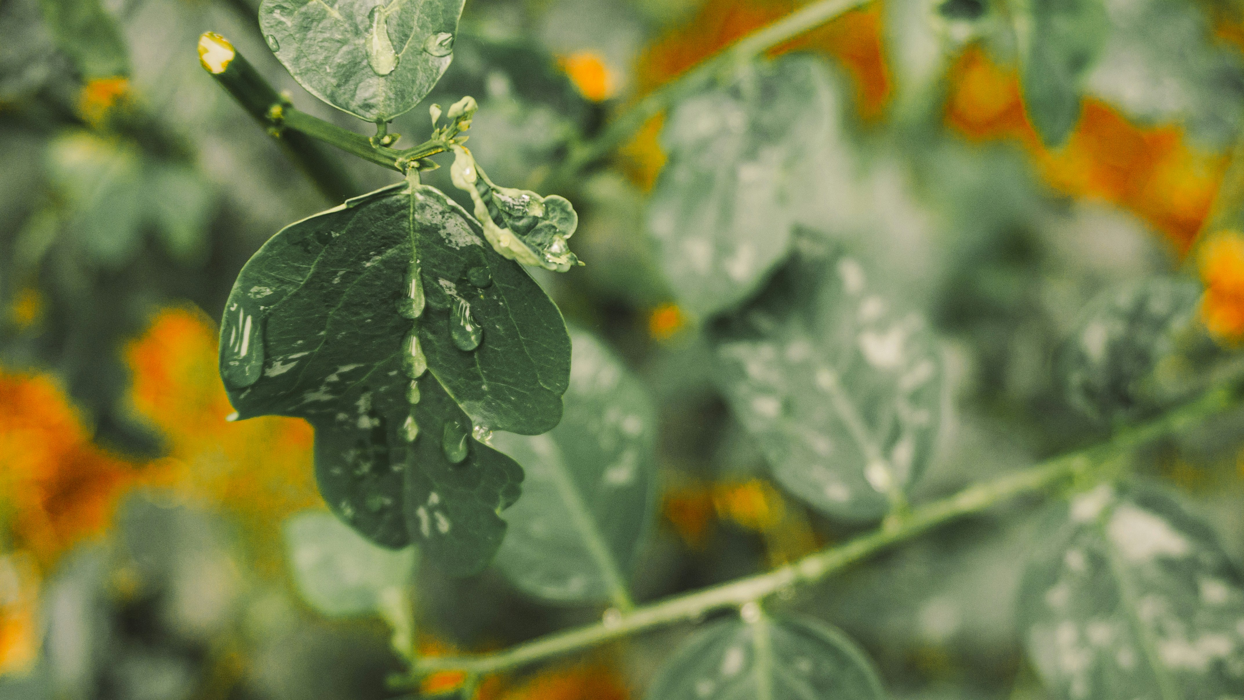 Photo by aletraekaye