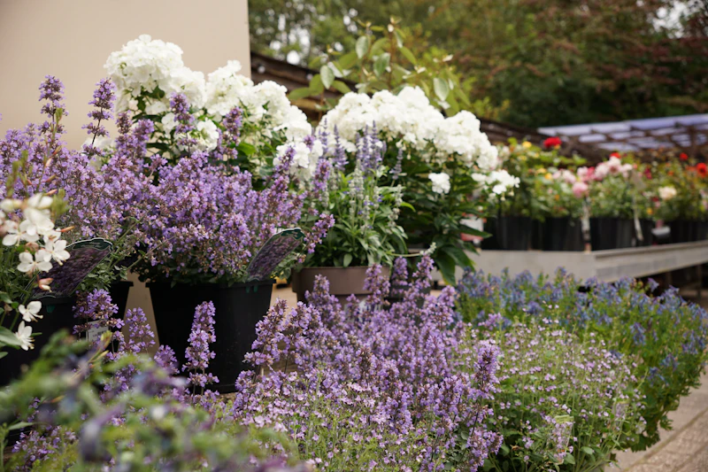 Outdoor garden center display tables with flowering potted plants