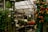 Flowers and plants fill the shelves inside a greenhouse.