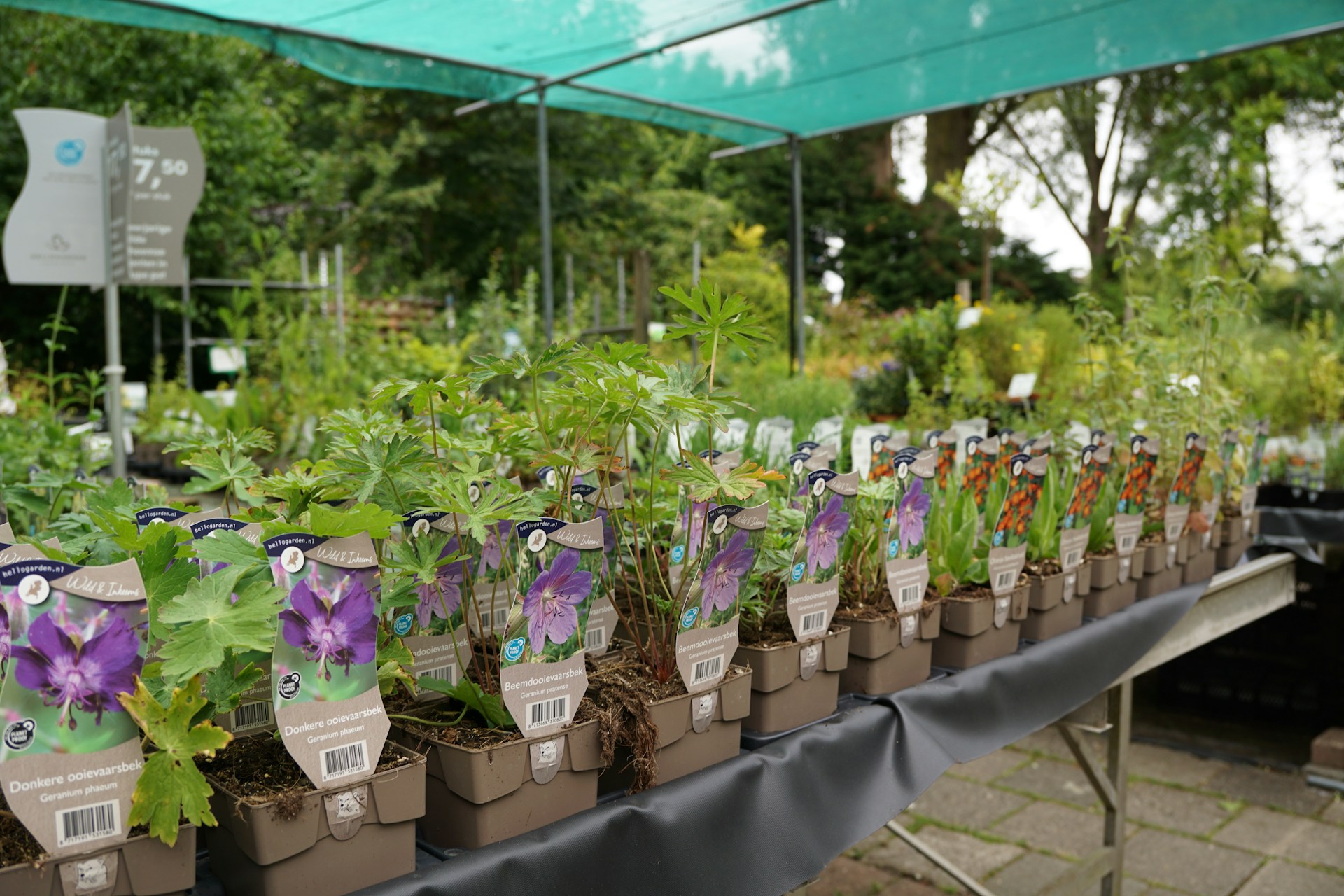 Plants are displayed for sale at a garden center.