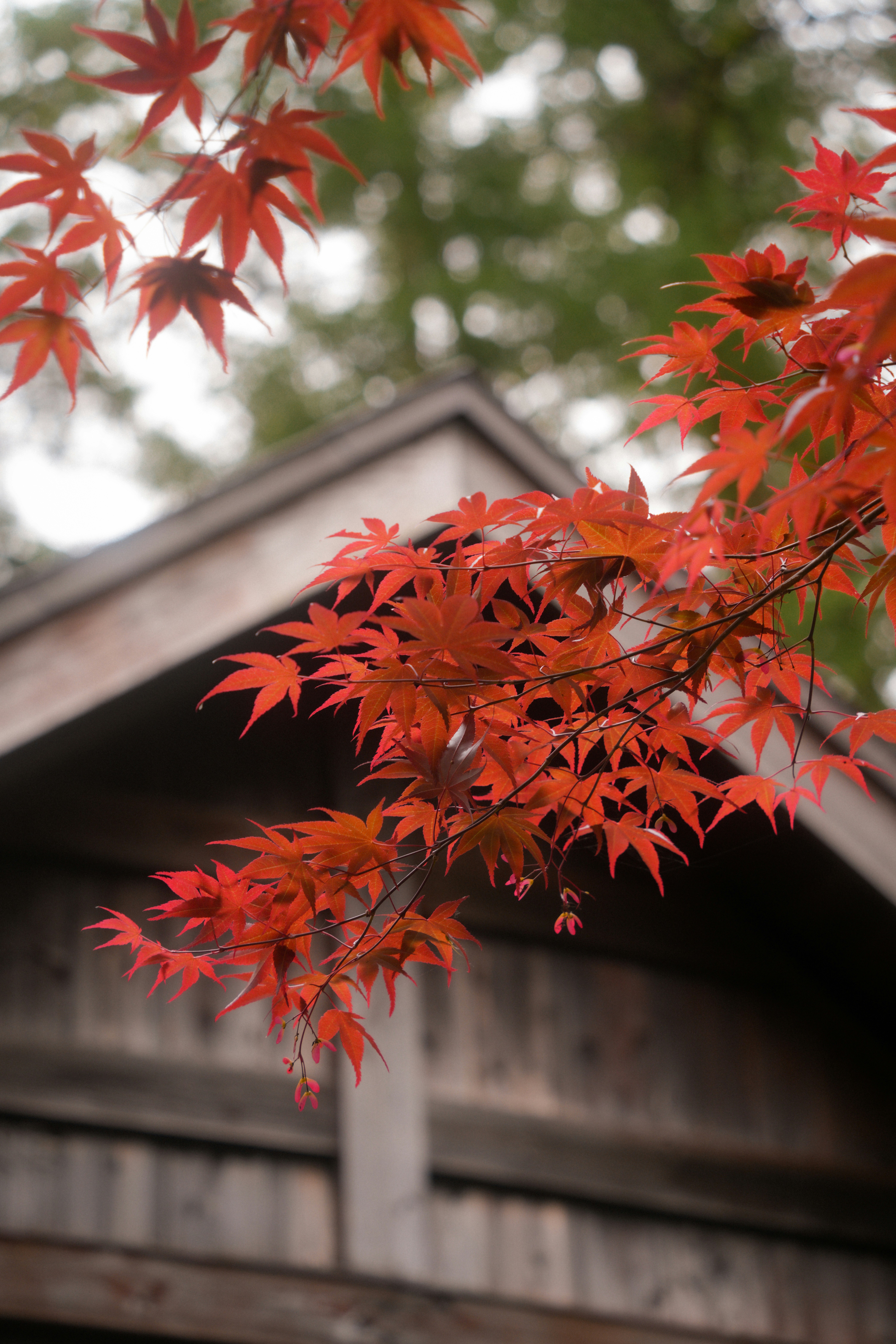 Photo by diadesigner