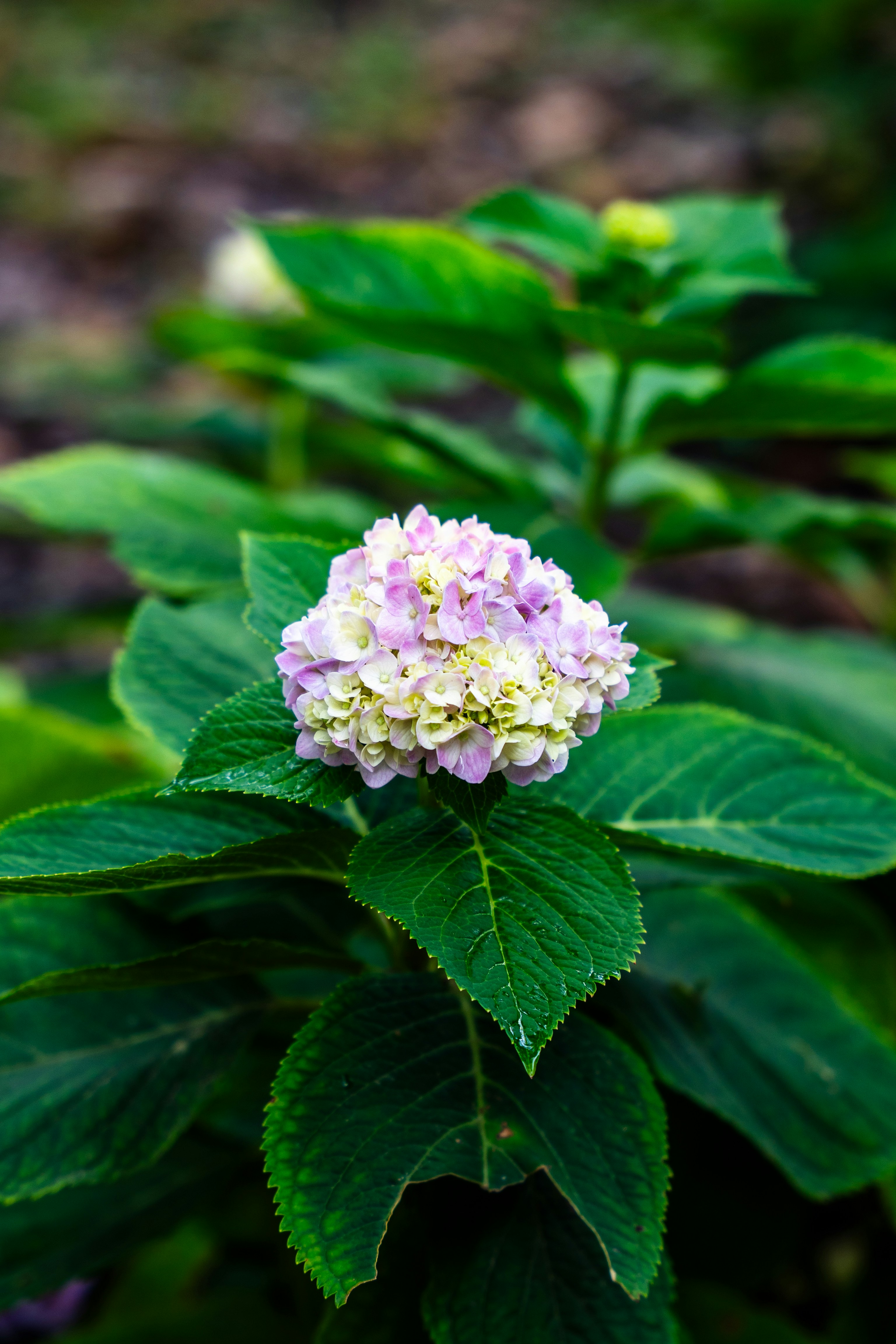 Photo by slow_monkey_69