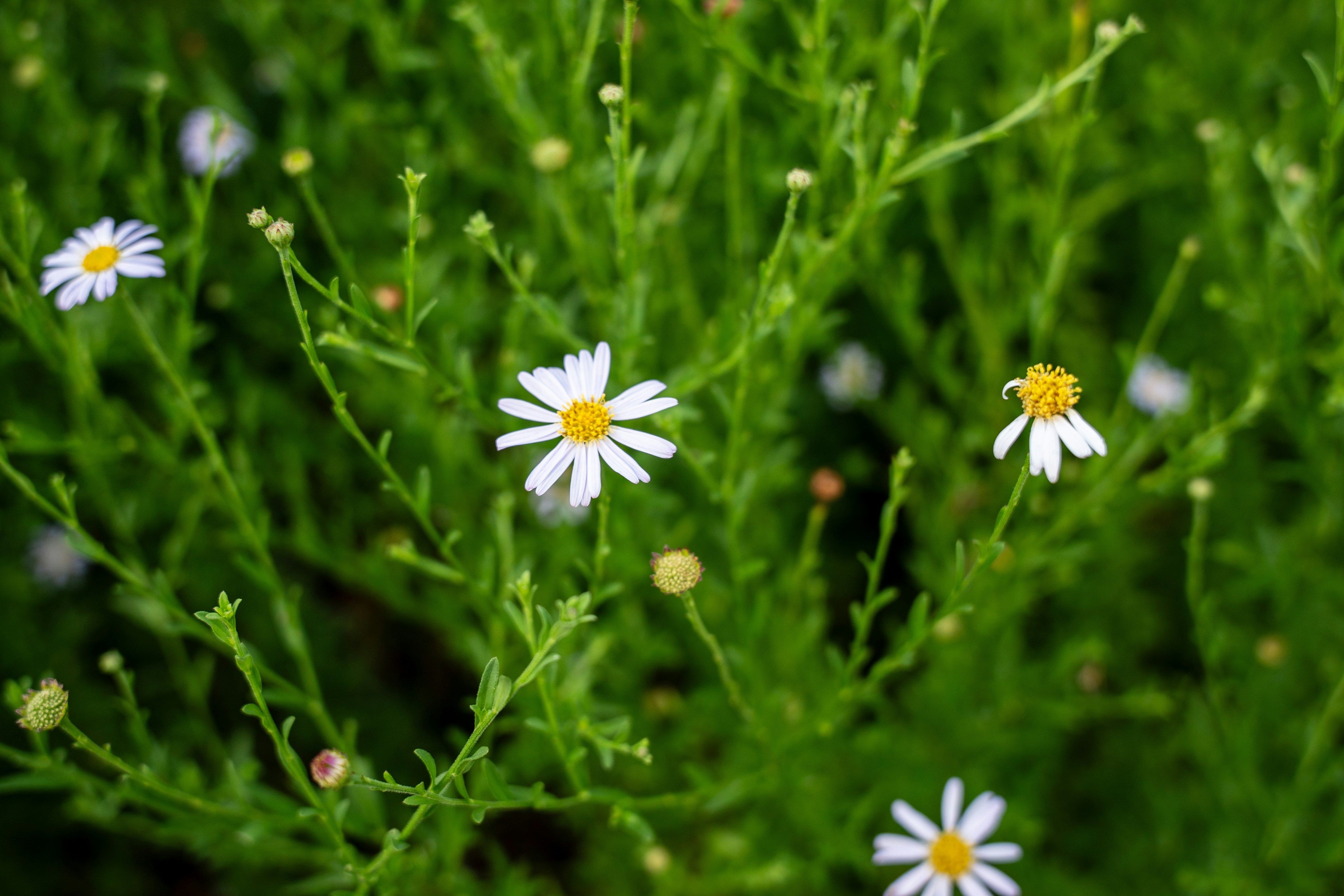 Photo by slow_monkey_69