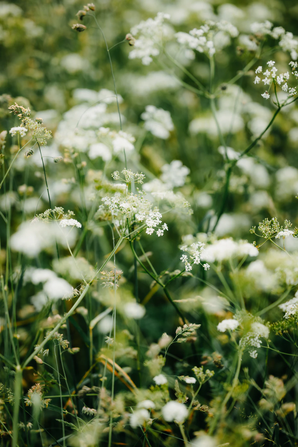 The image depicts a field filled with white flowers, likely daisies or similar types of wildflowers. The flowers are scattered throughout the field, creating a sense of depth and dimension. Some flowers are closer to the camera, while others are further away, adding a three-dimensional effect to the scene. The background is blurred, drawing focus to the vibrant colors and intricate details of the white flowers in the foreground.