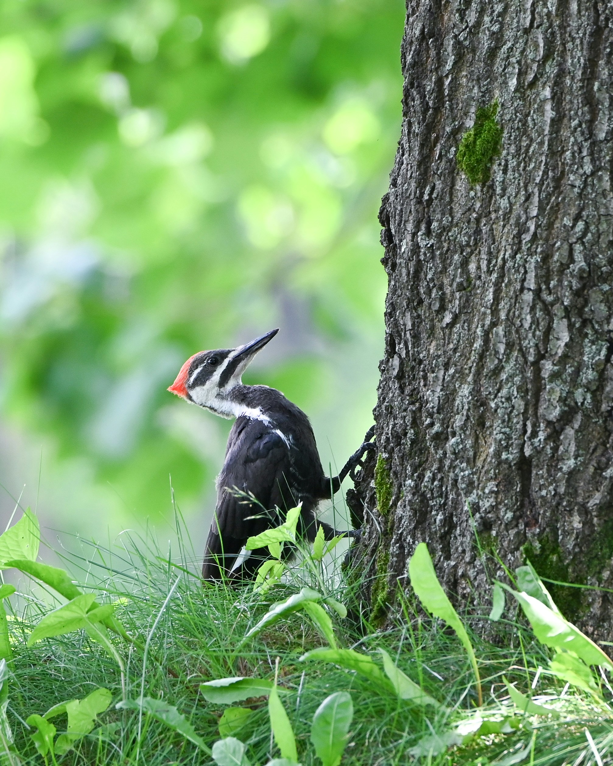 A pileated woodpecker rests by a tree.