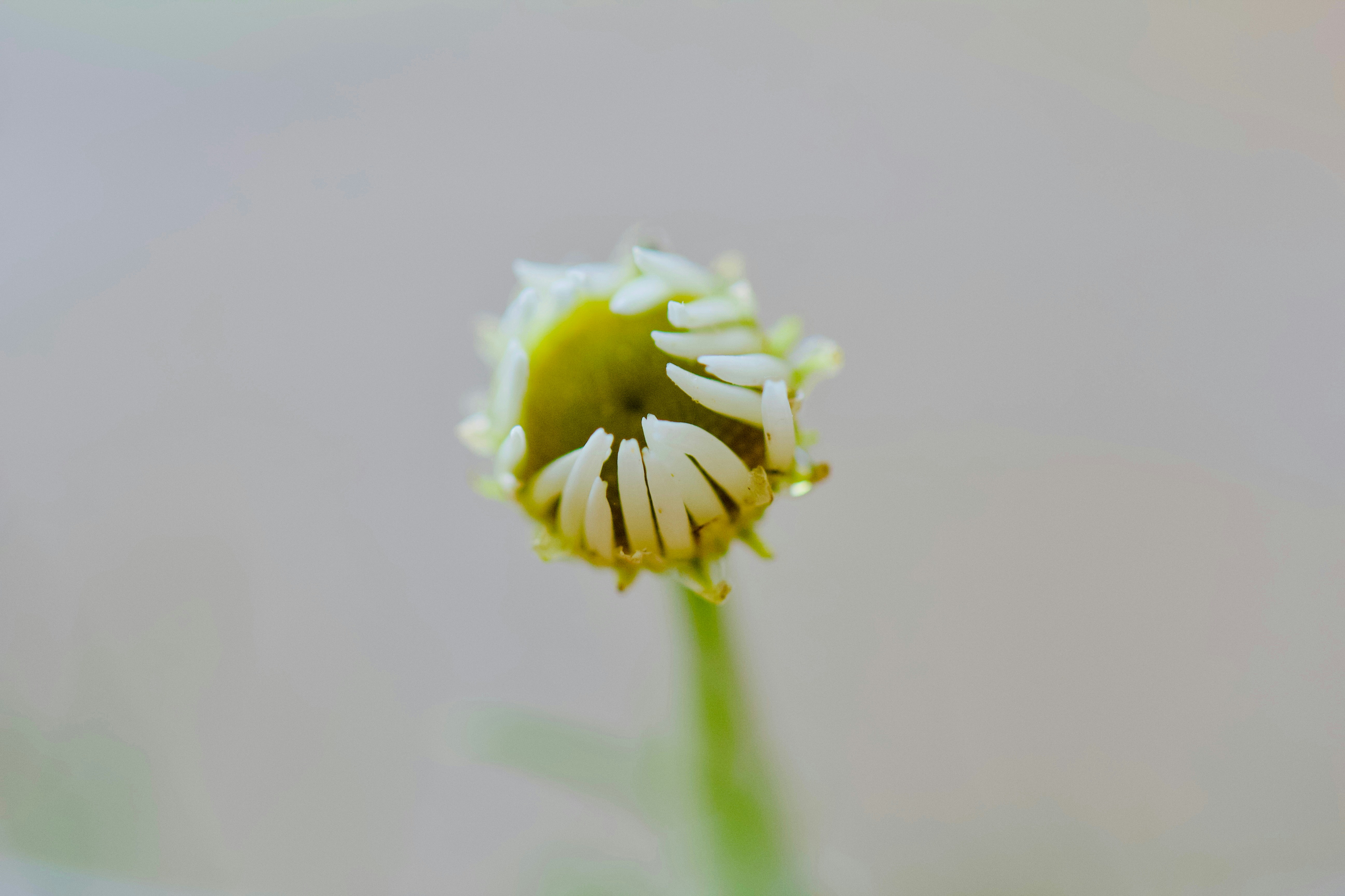 Photo by jasbirvirdi