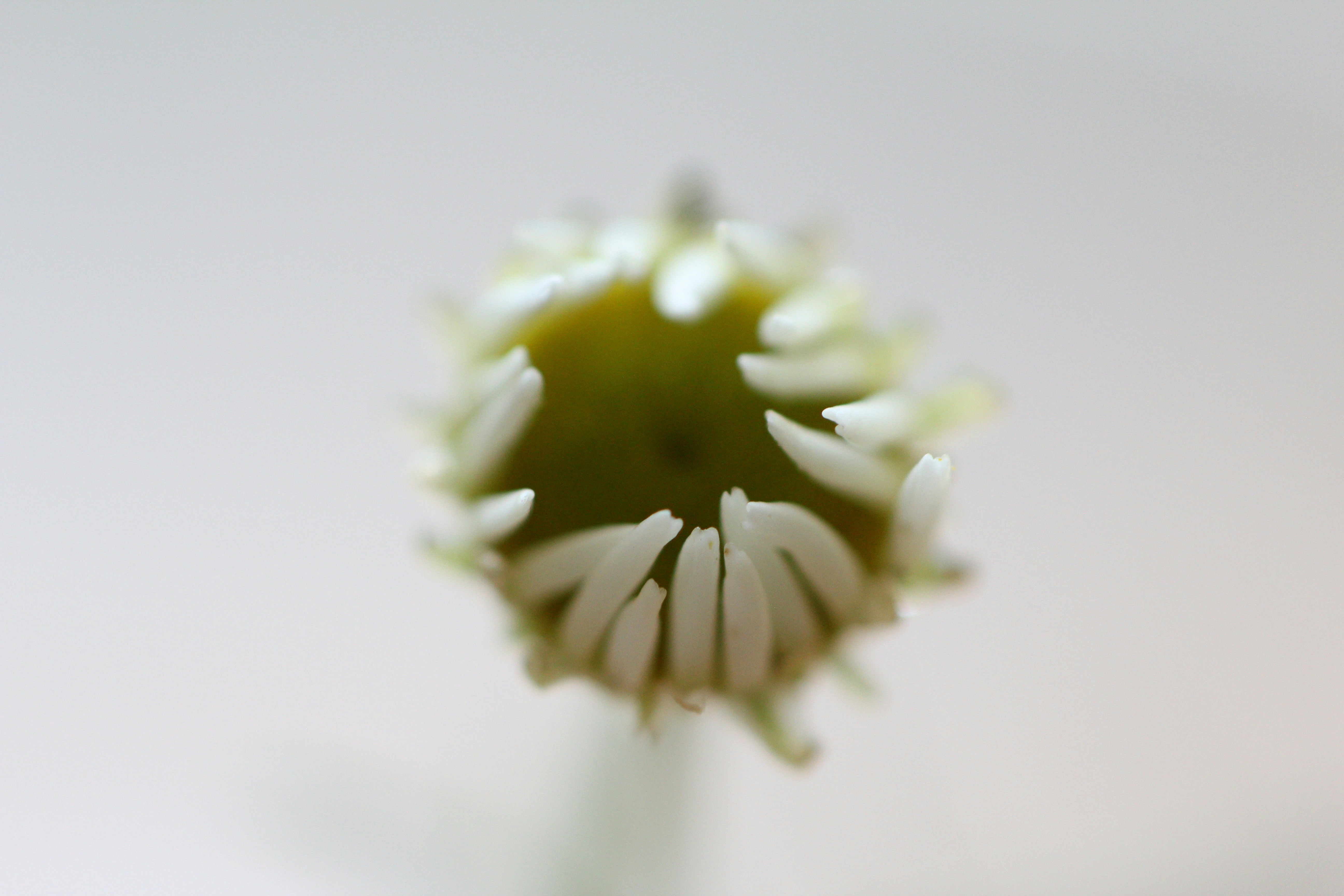 Photo by jasbirvirdi