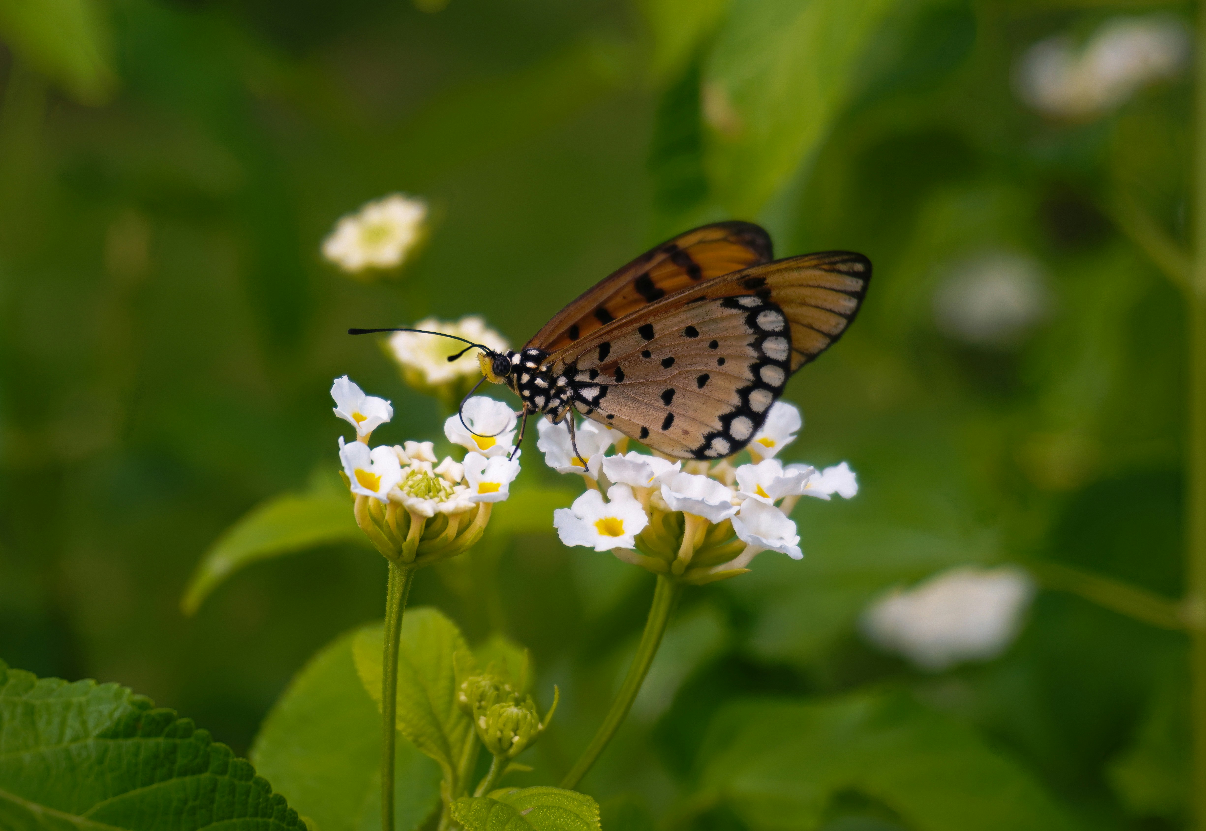 Photo by _muser_photography