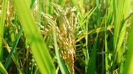 Close-up view of ripe rice plants growing.