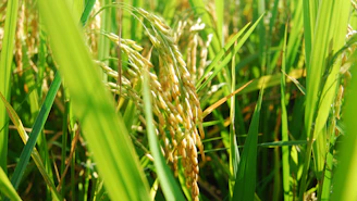 Close-up view of ripe rice plants growing.