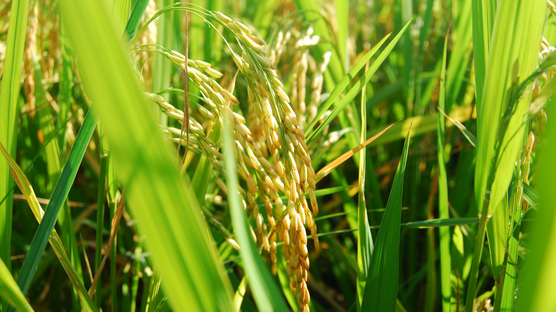 Close-up view of ripe rice plants growing.