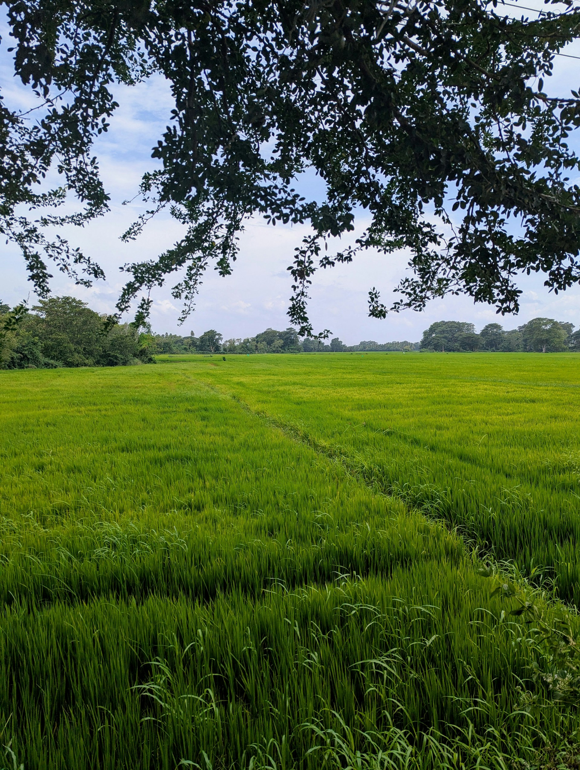 Vibrant green fields stretch towards the horizon.