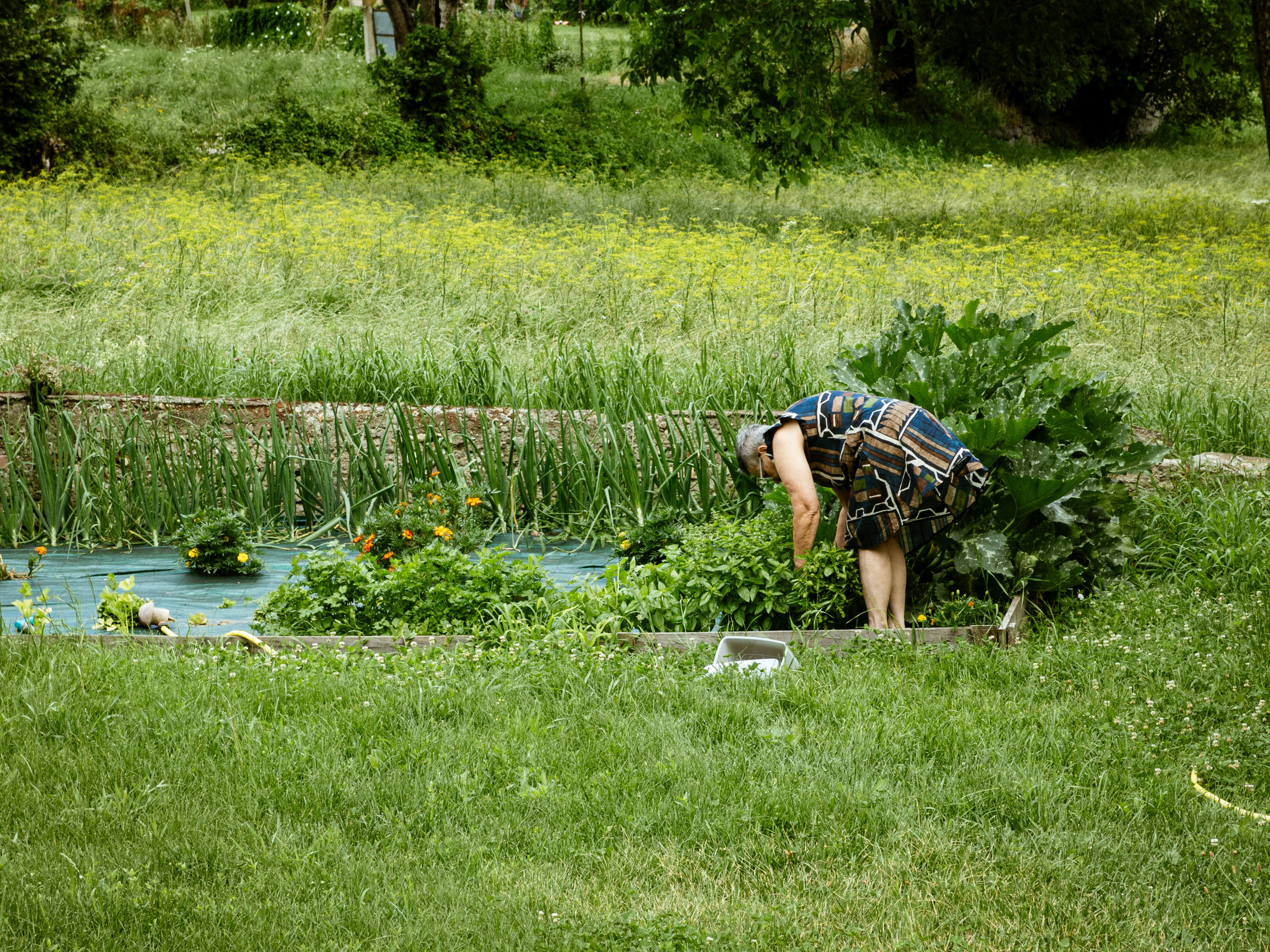 a landscaper working on a flower bed - landscaping services Sacramento