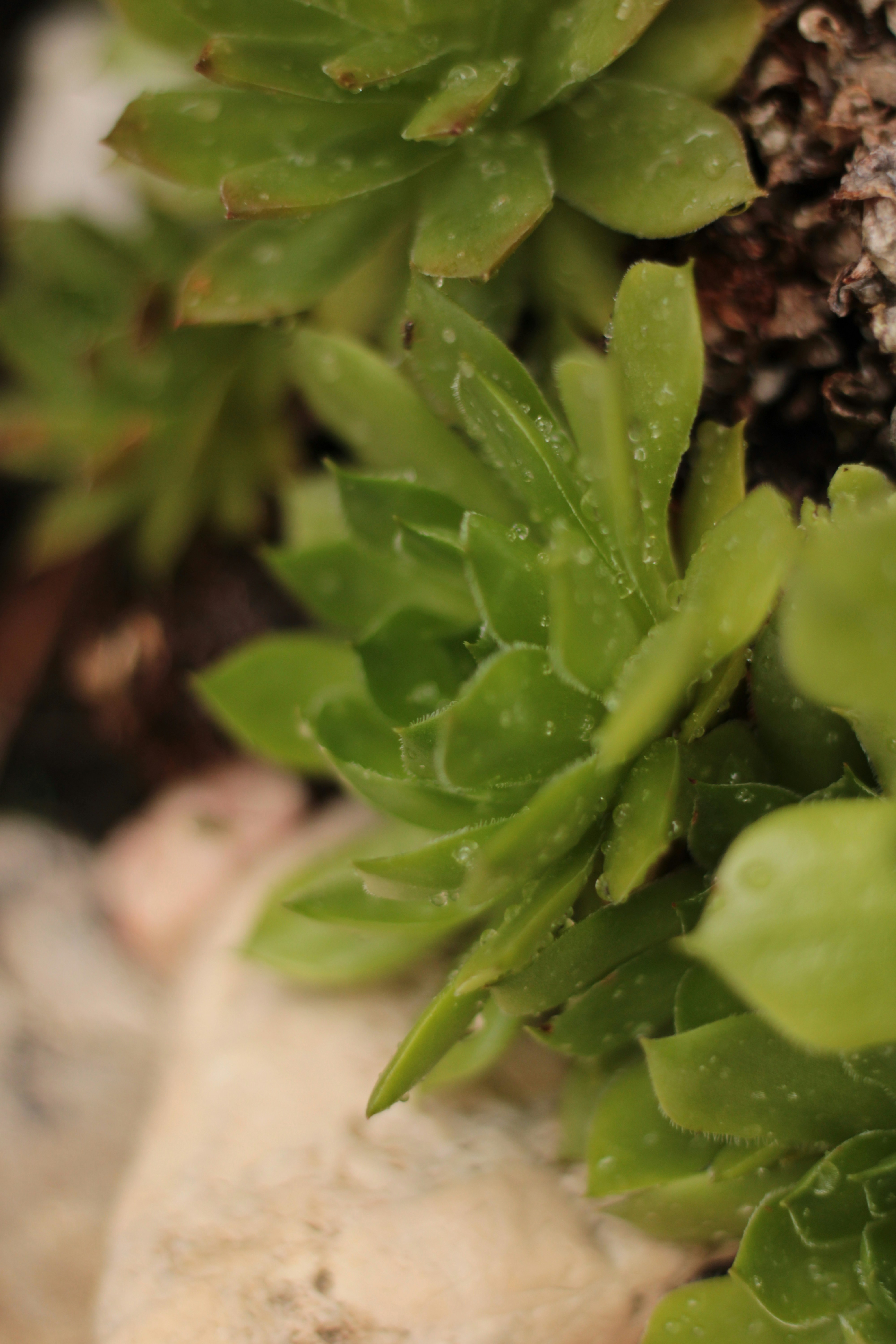 Green succulents with water droplets are visible.