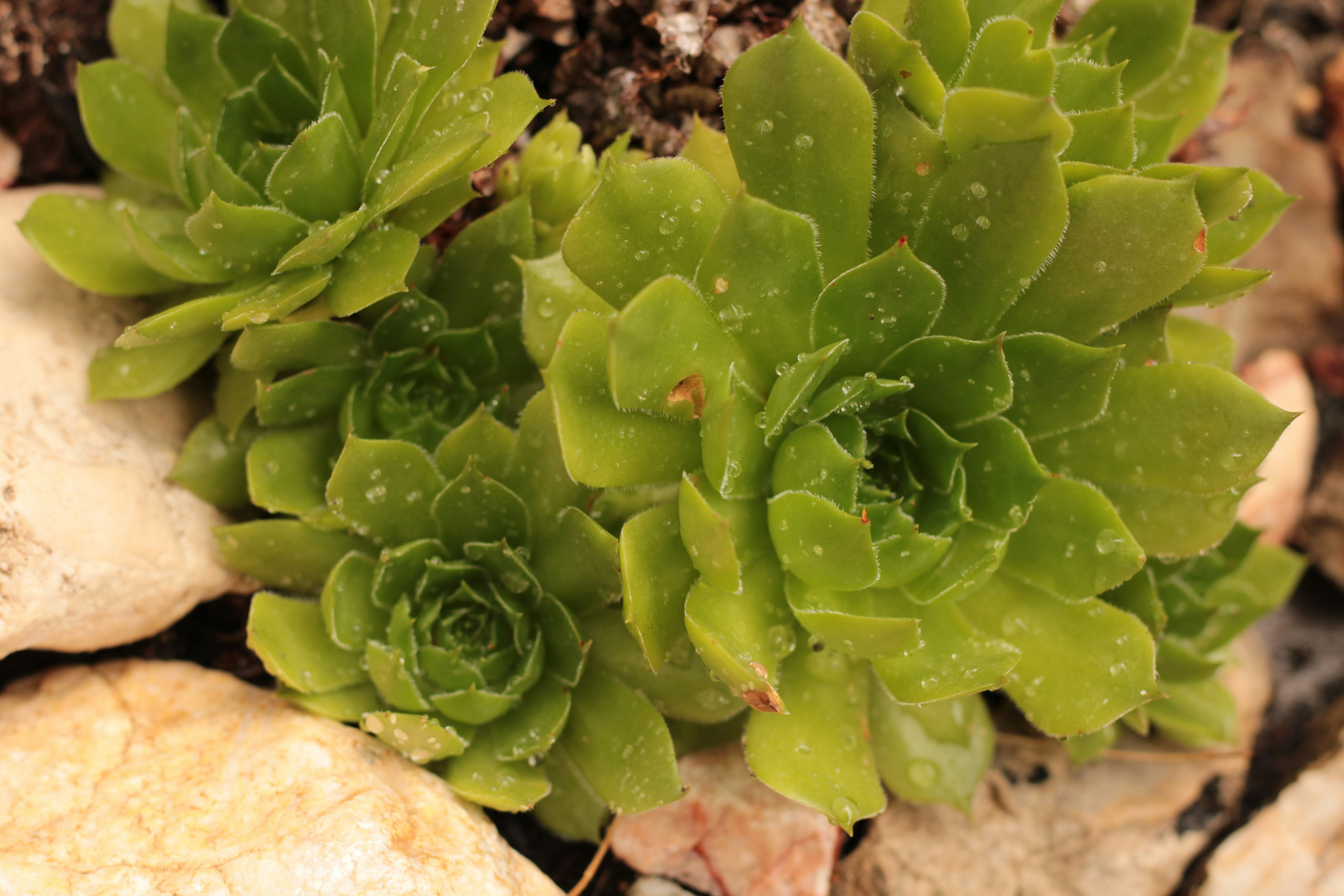 Here's a possible caption: green succulent plant growing among rocks.