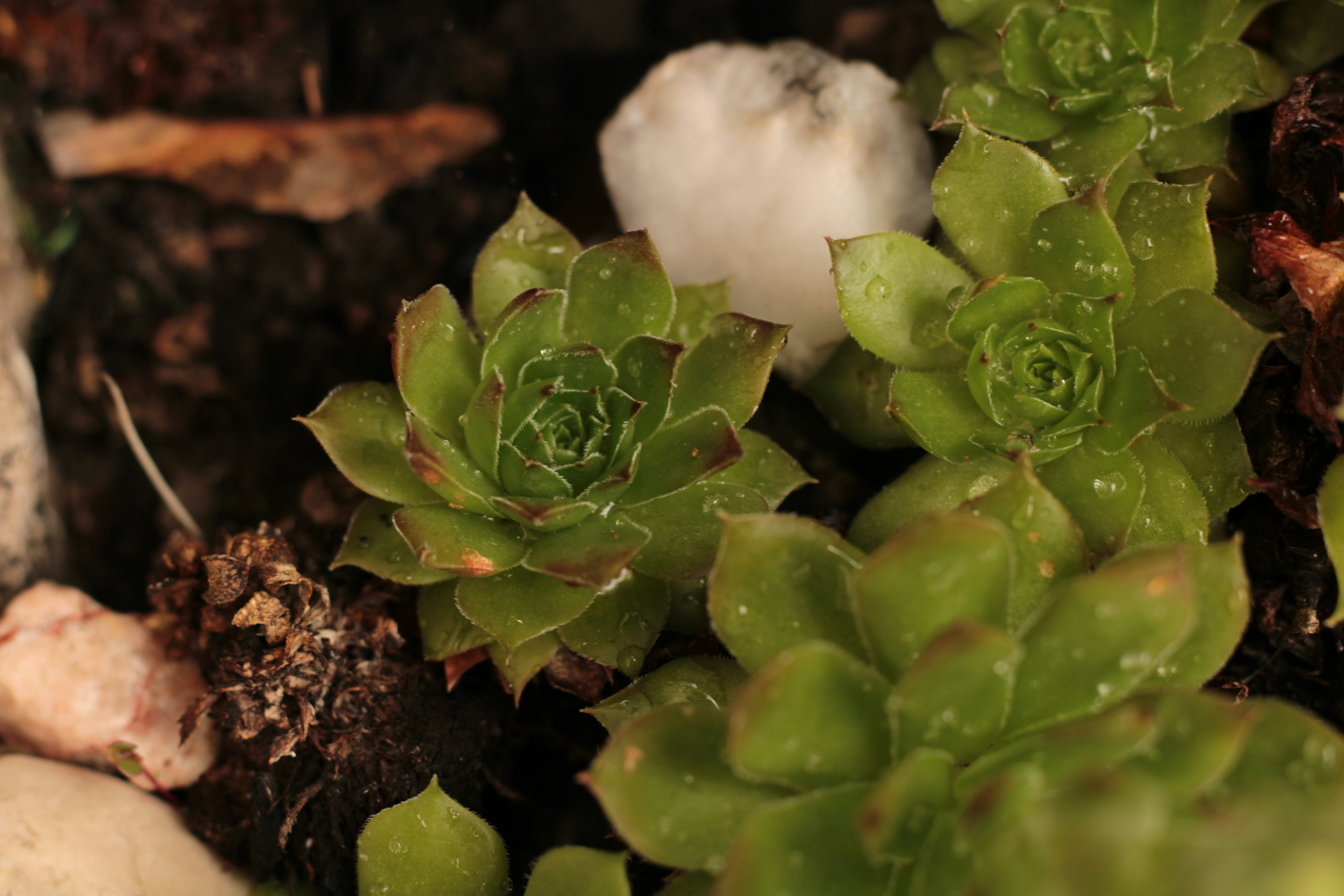 Green succulents are shown close up.