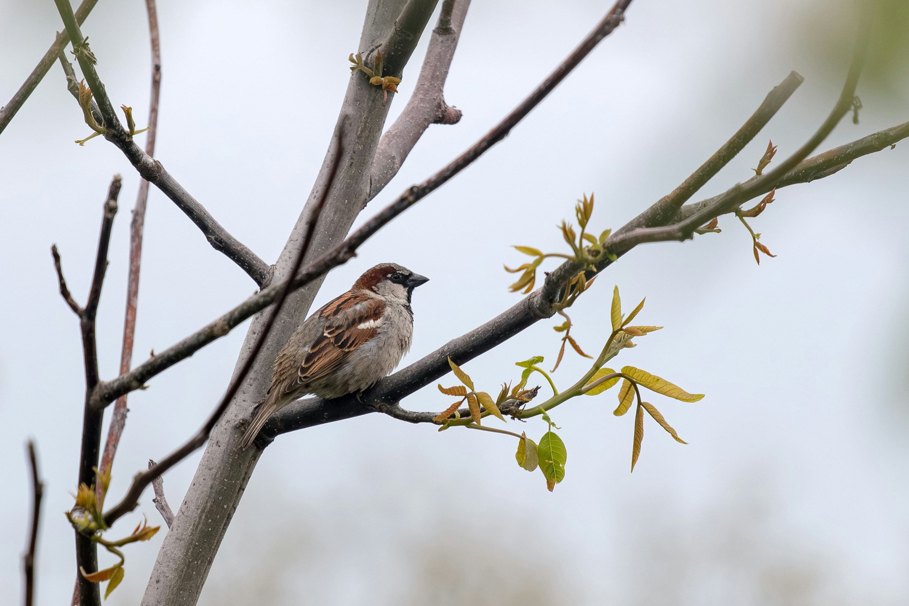 Photo by malygos6000