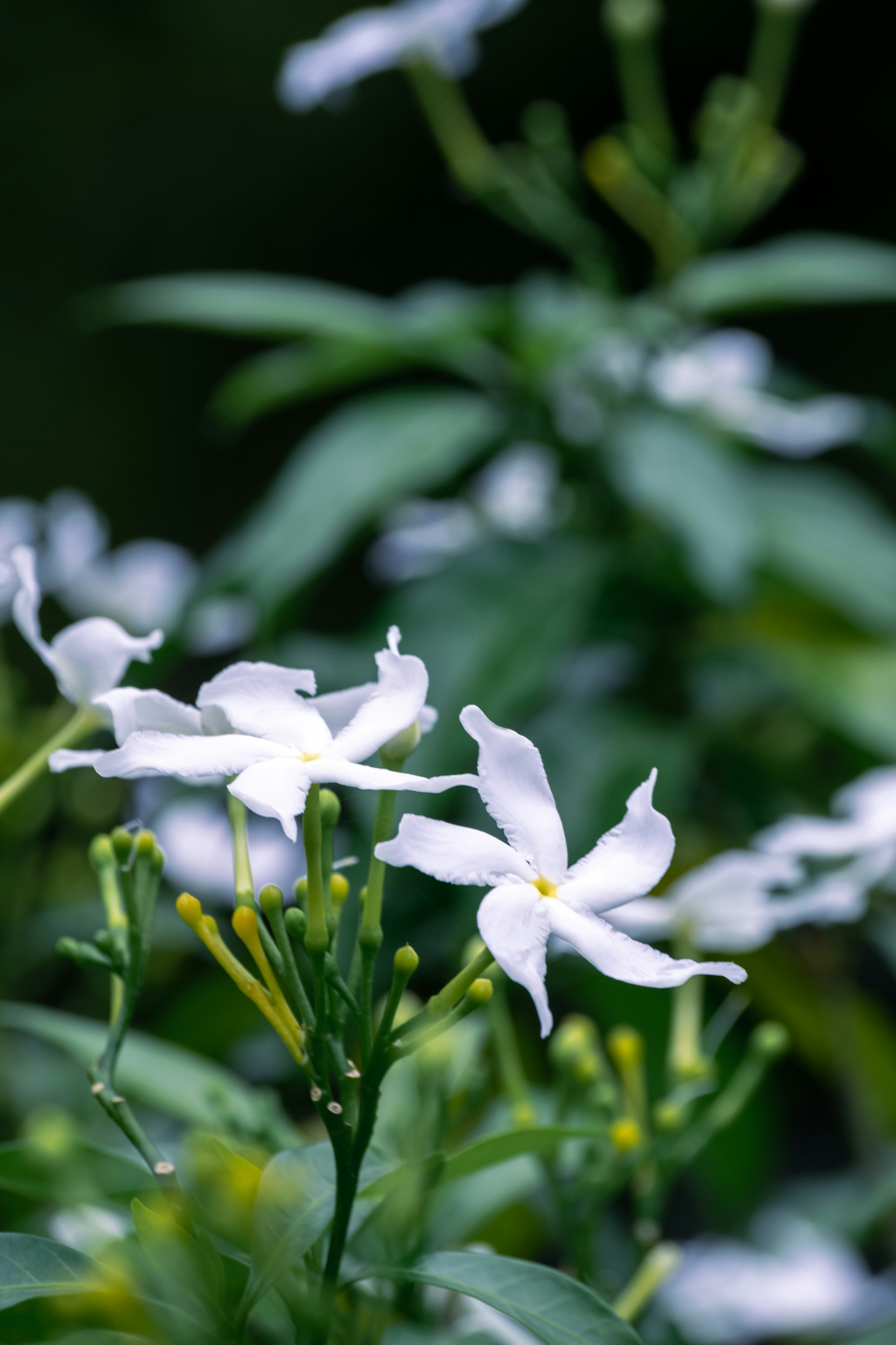 Photo by joejojoestar