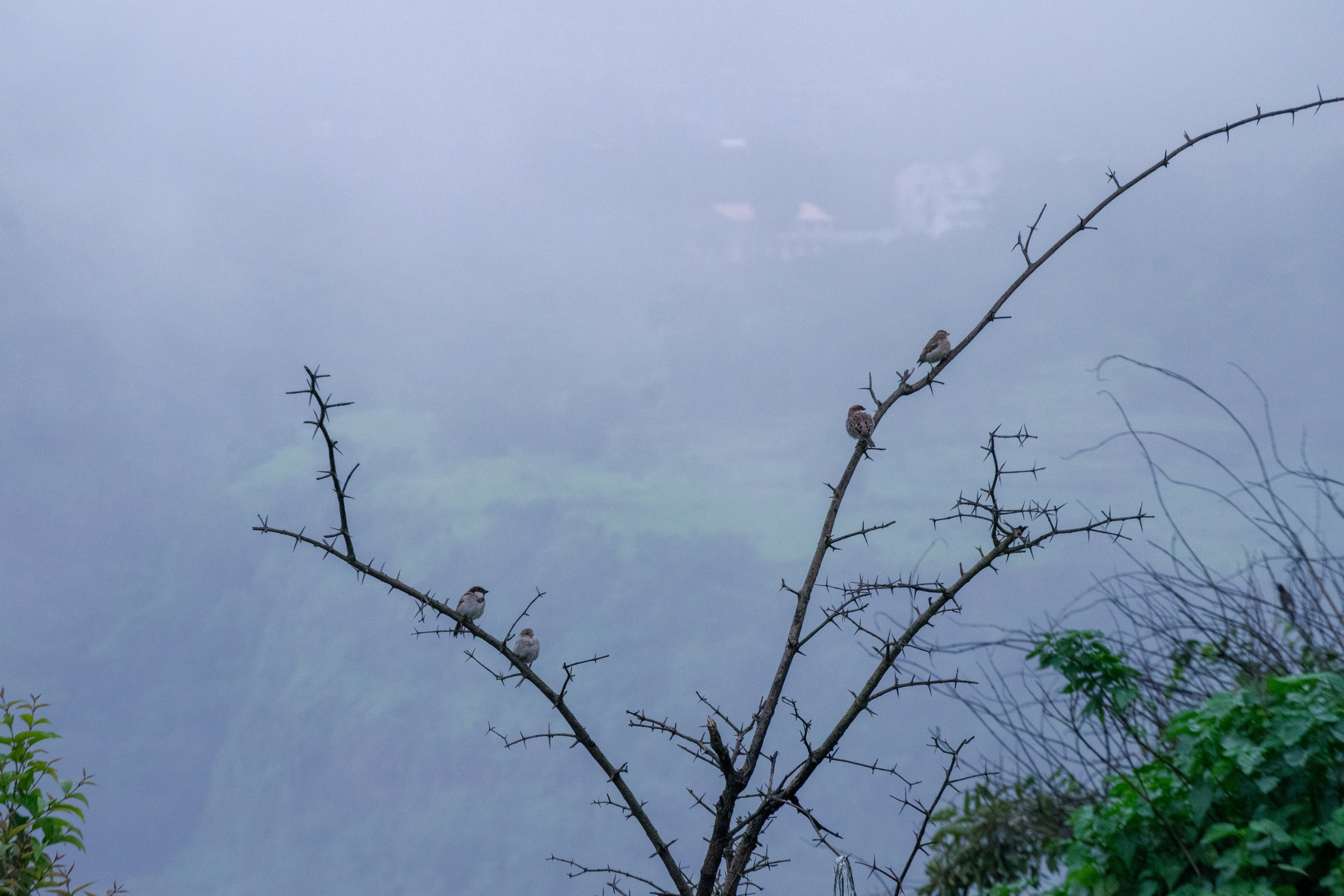 Photo by joejojoestar