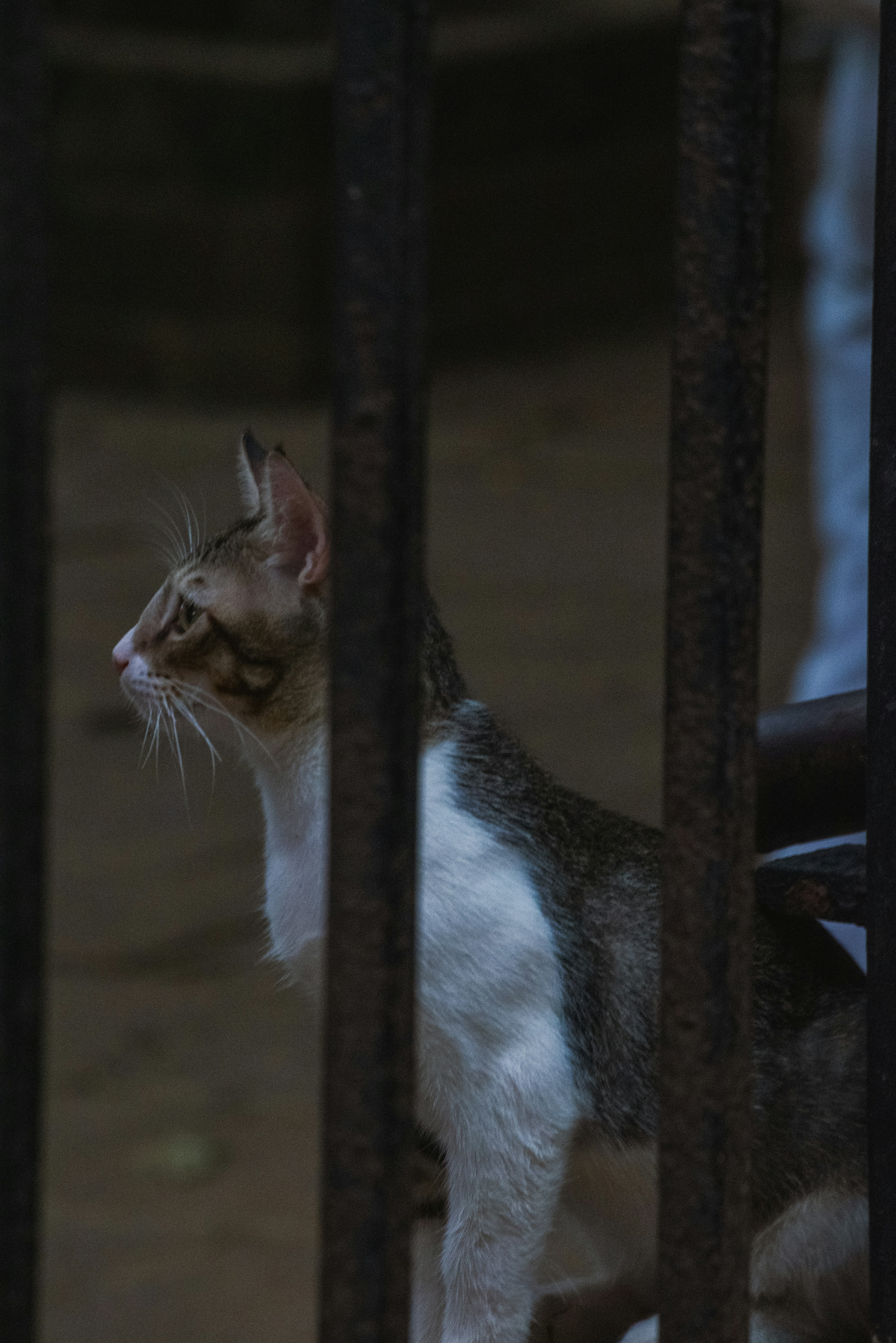 Photo by joejojoestar