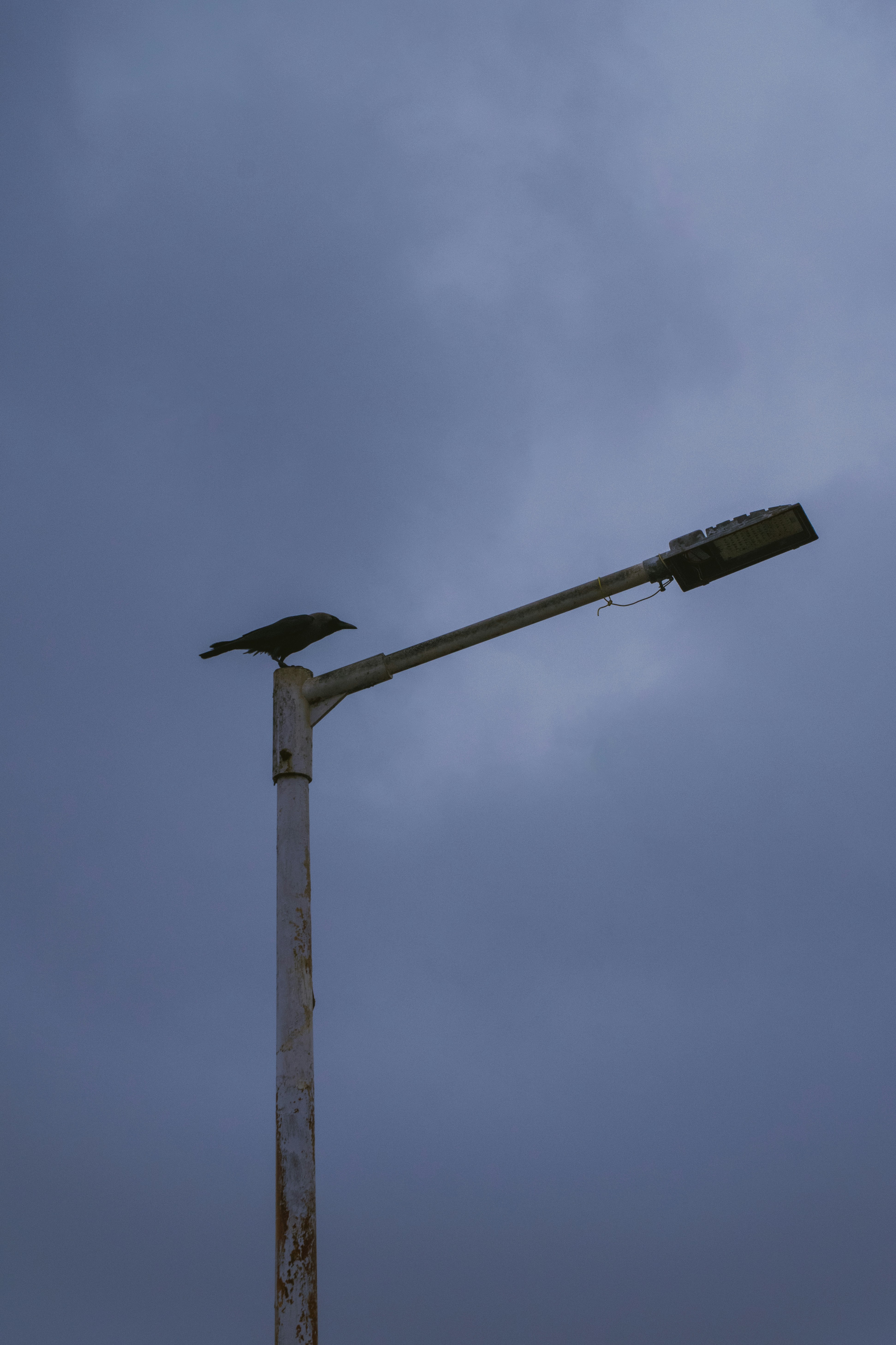 Photo by joejojoestar