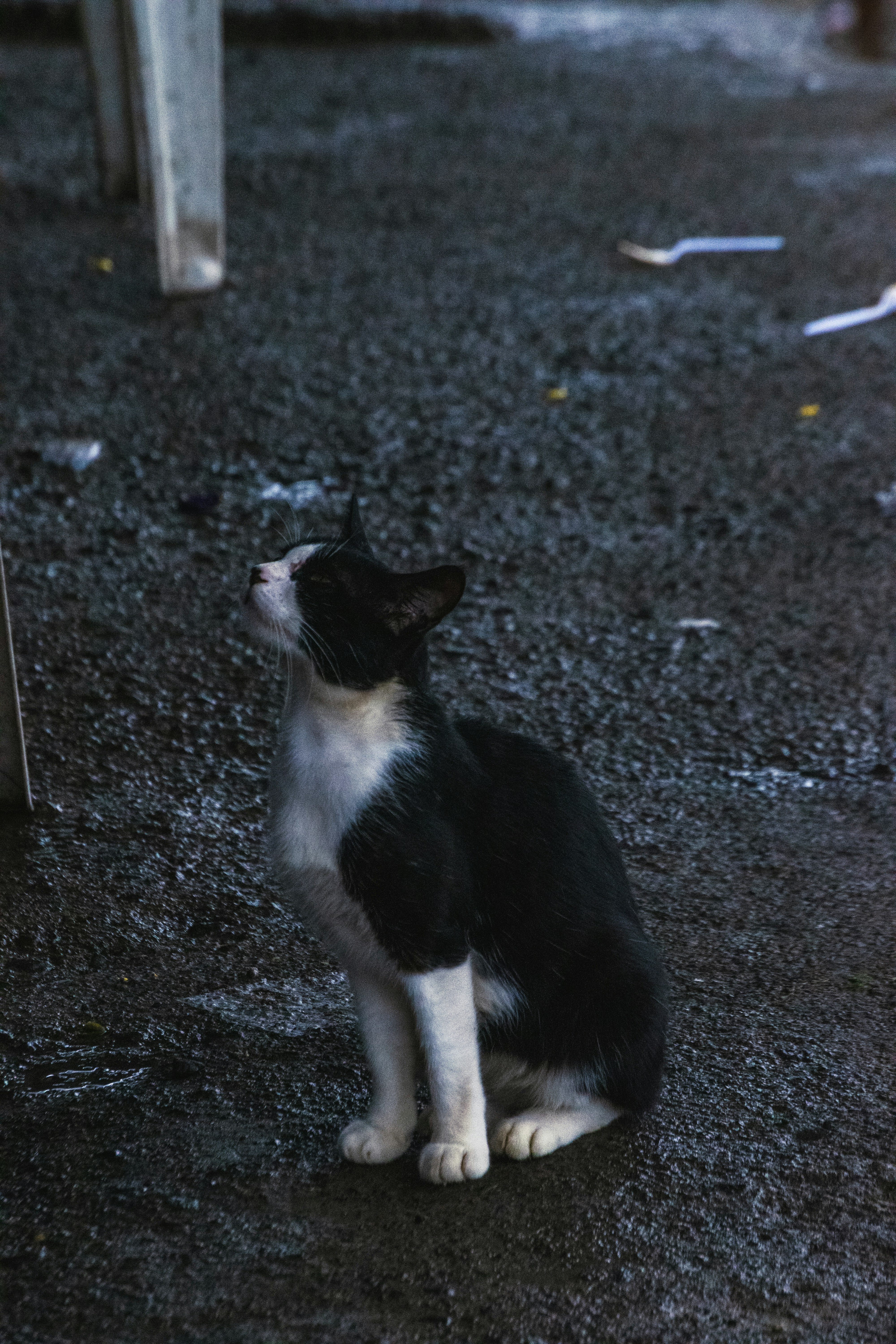 Photo by joejojoestar