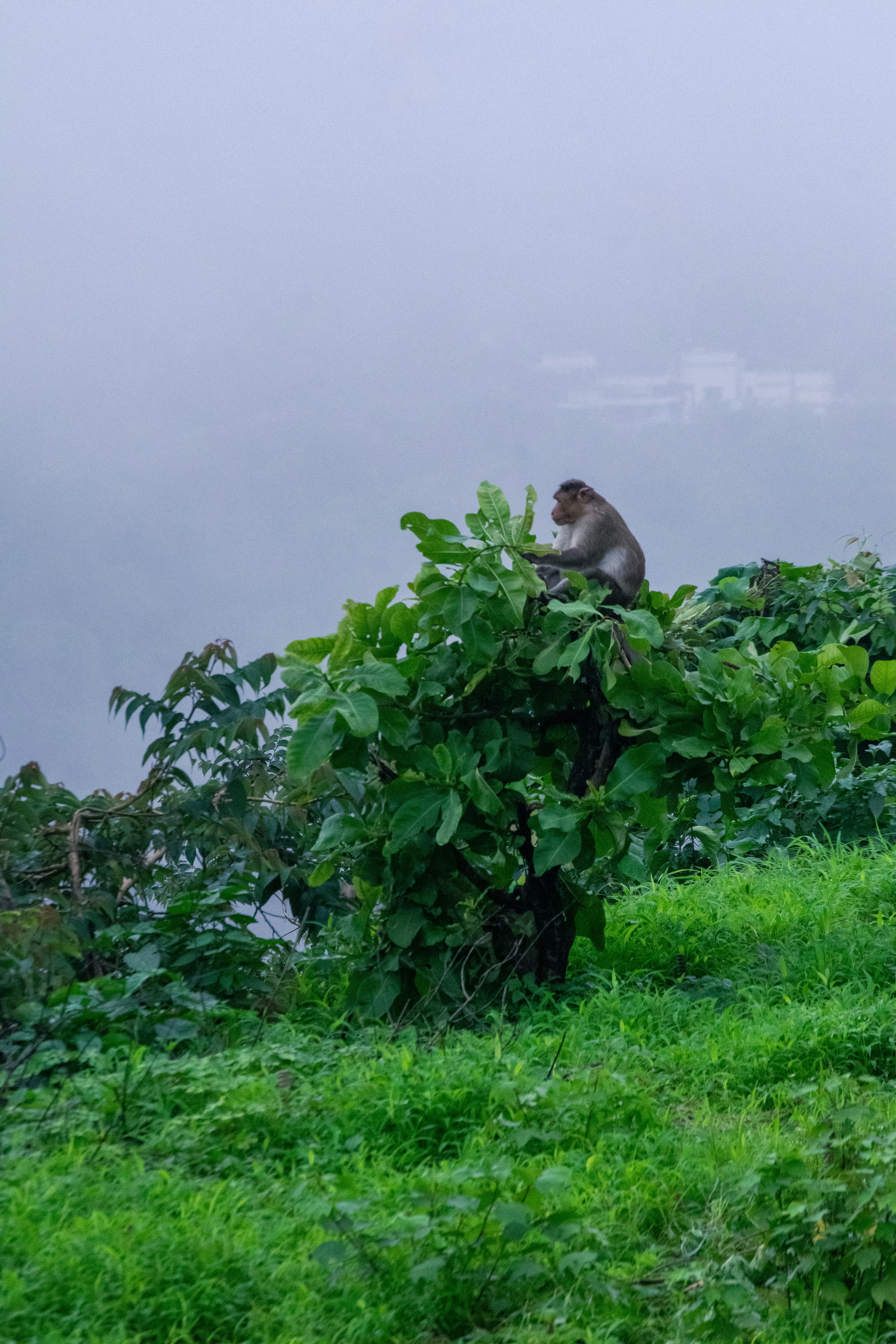 Monkey Hill photo 2