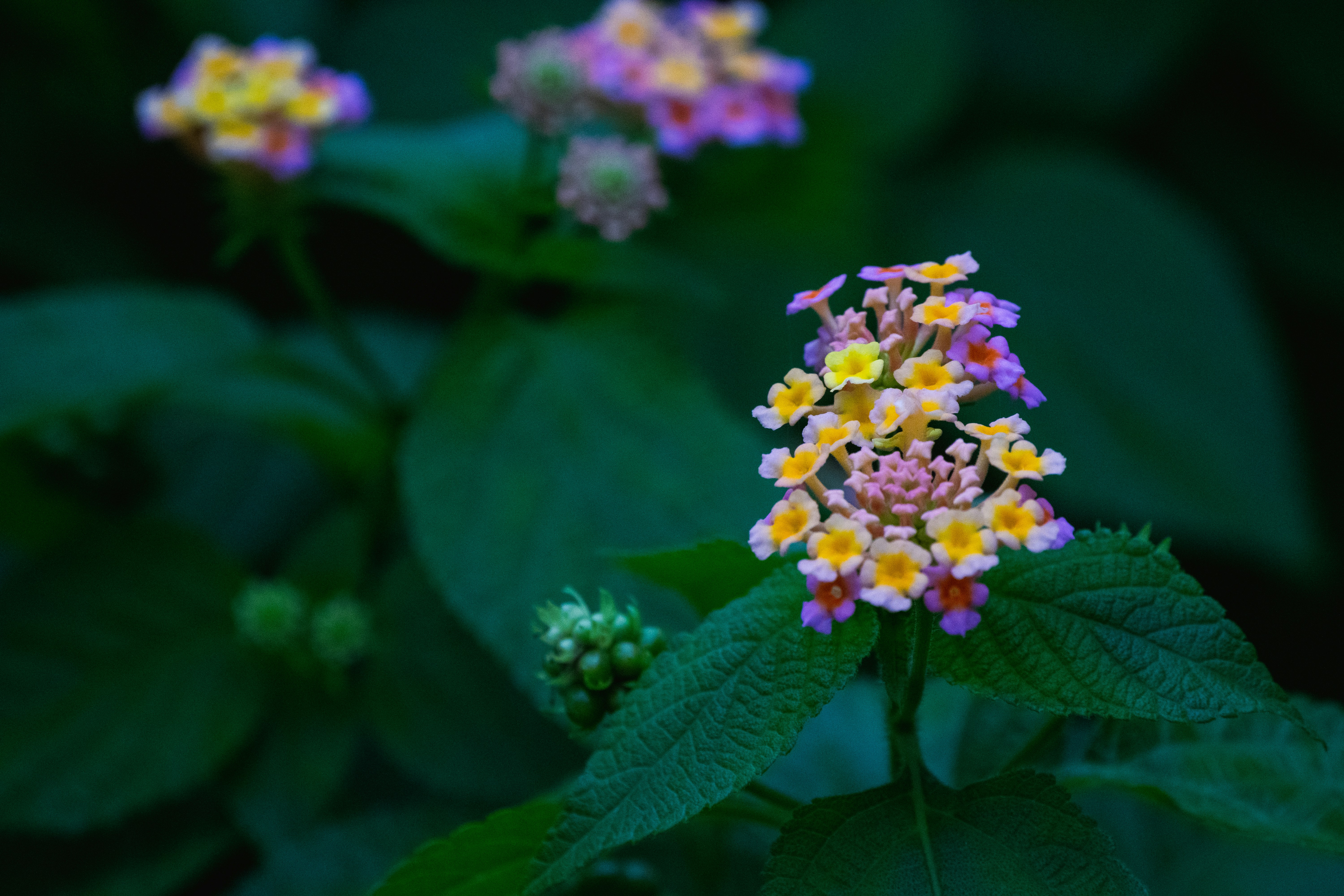 Photo by joejojoestar