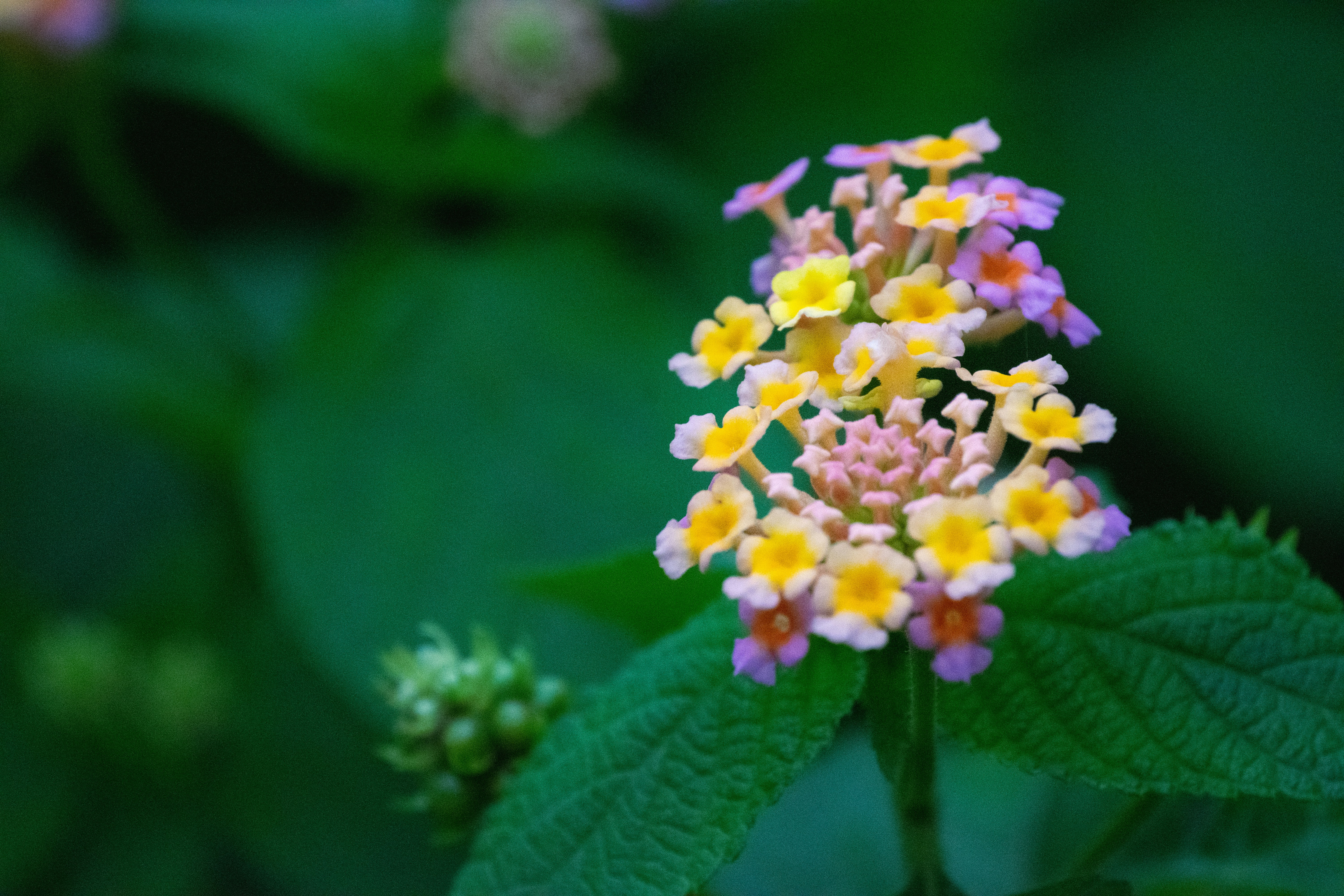 Photo by joejojoestar