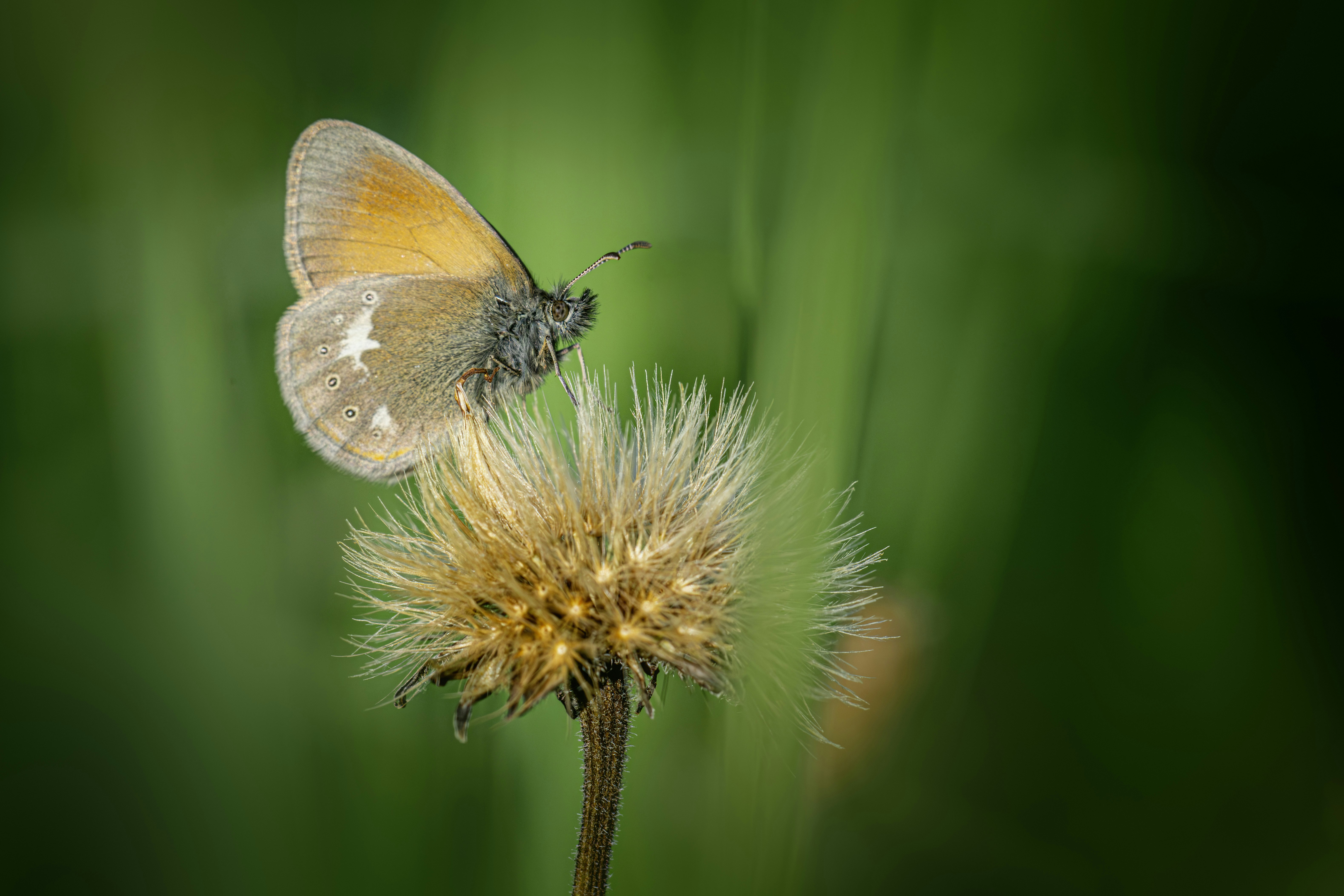 Photo by erik_karits