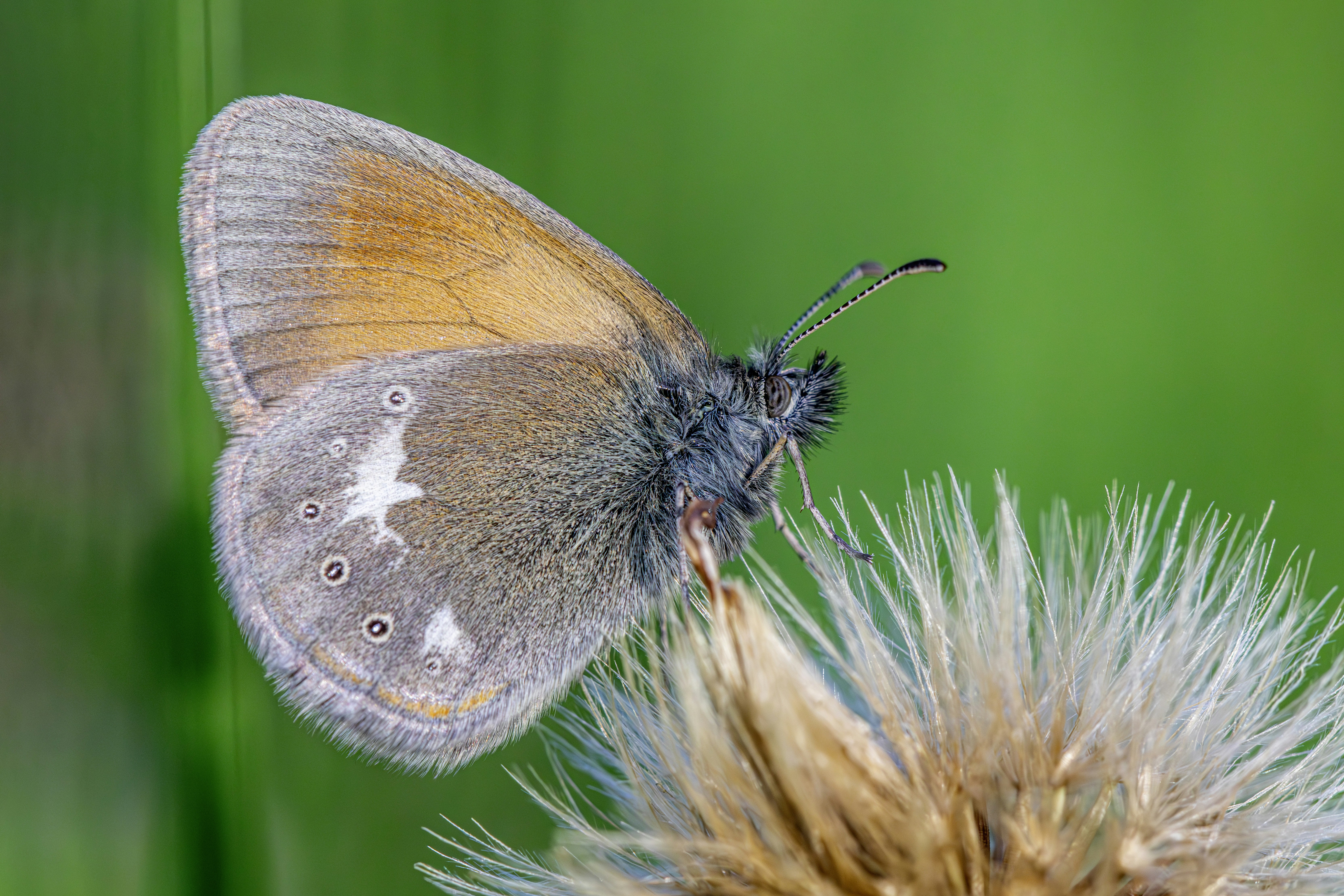 Photo by erik_karits