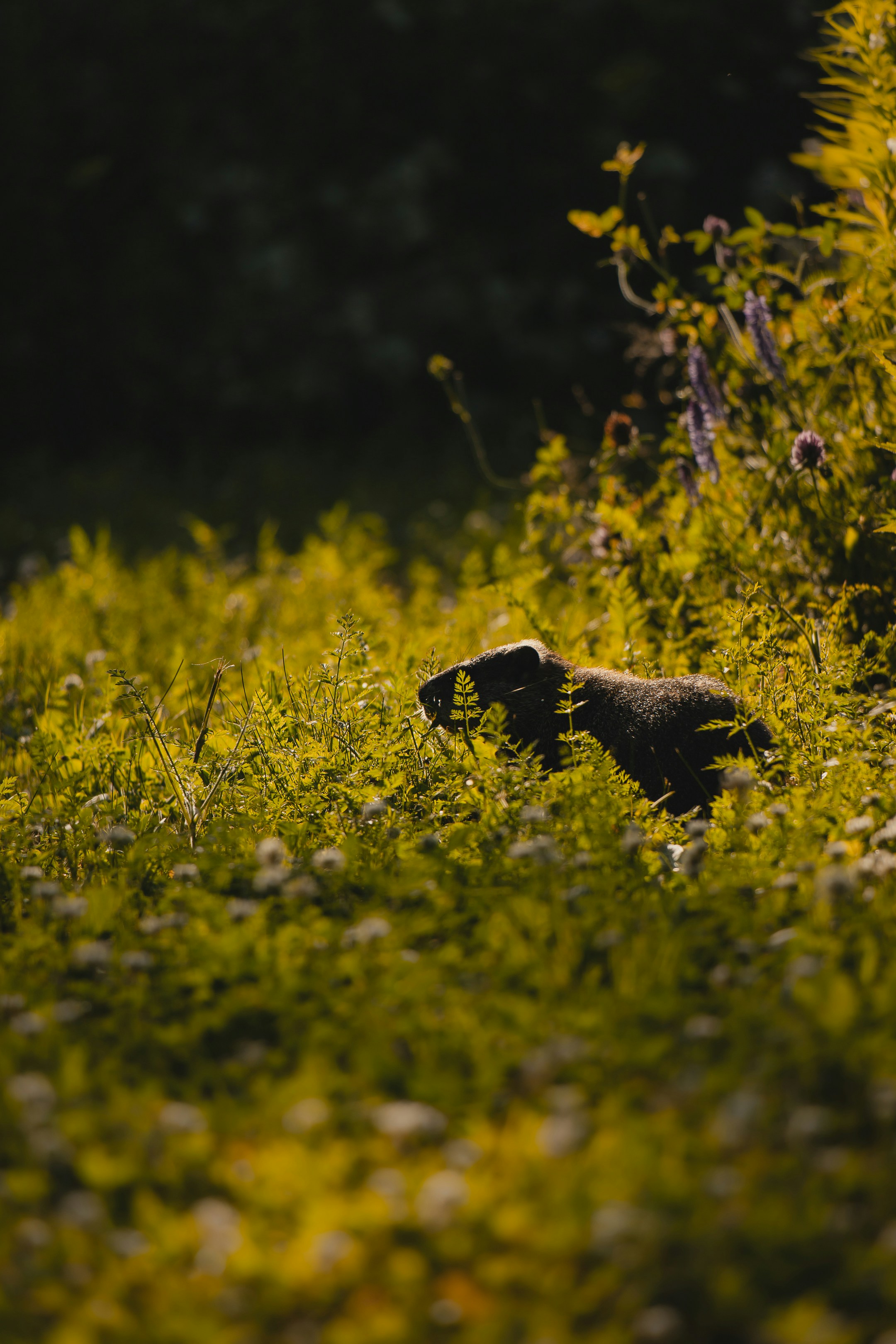 Photo by chrischacon