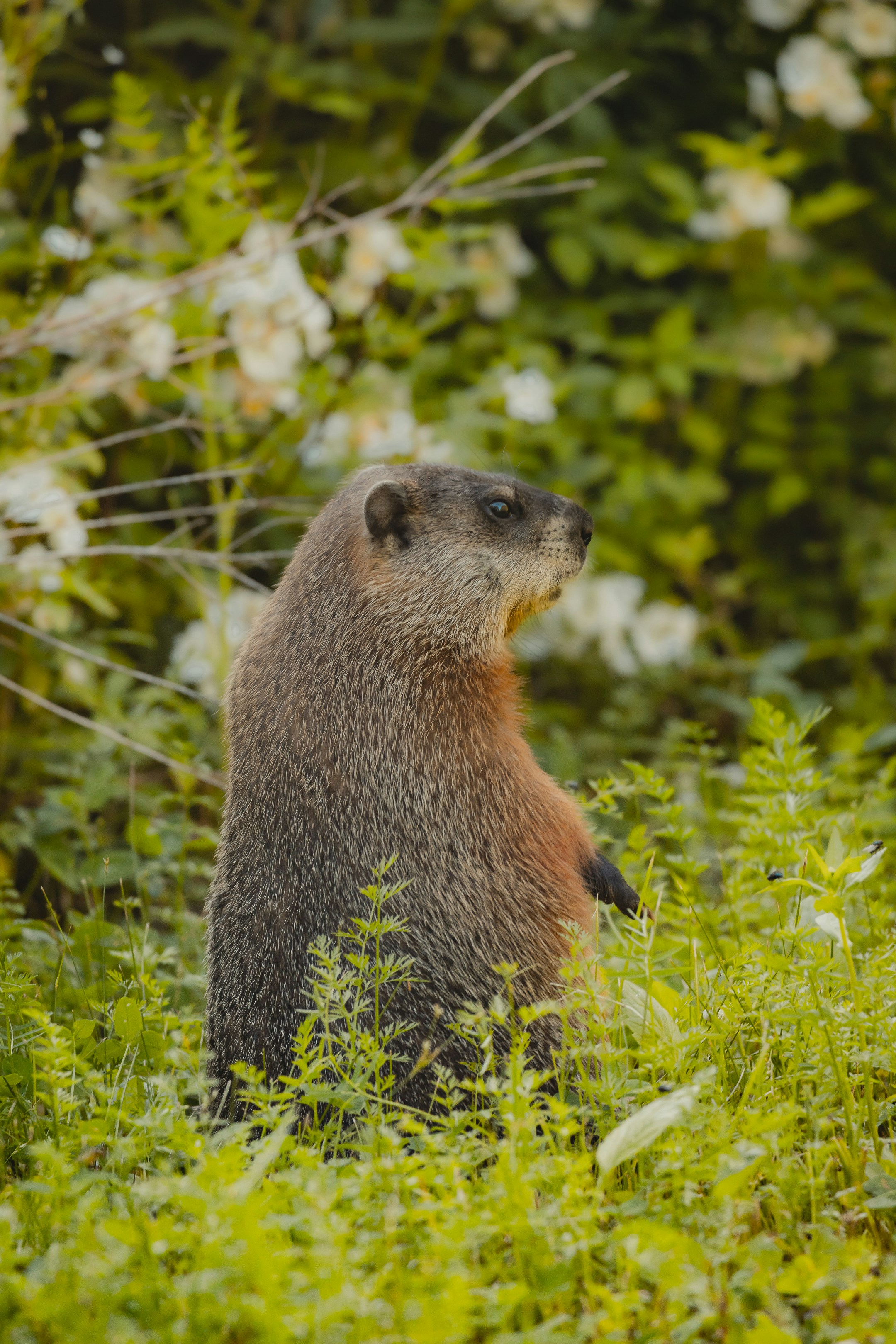 Photo by chrischacon