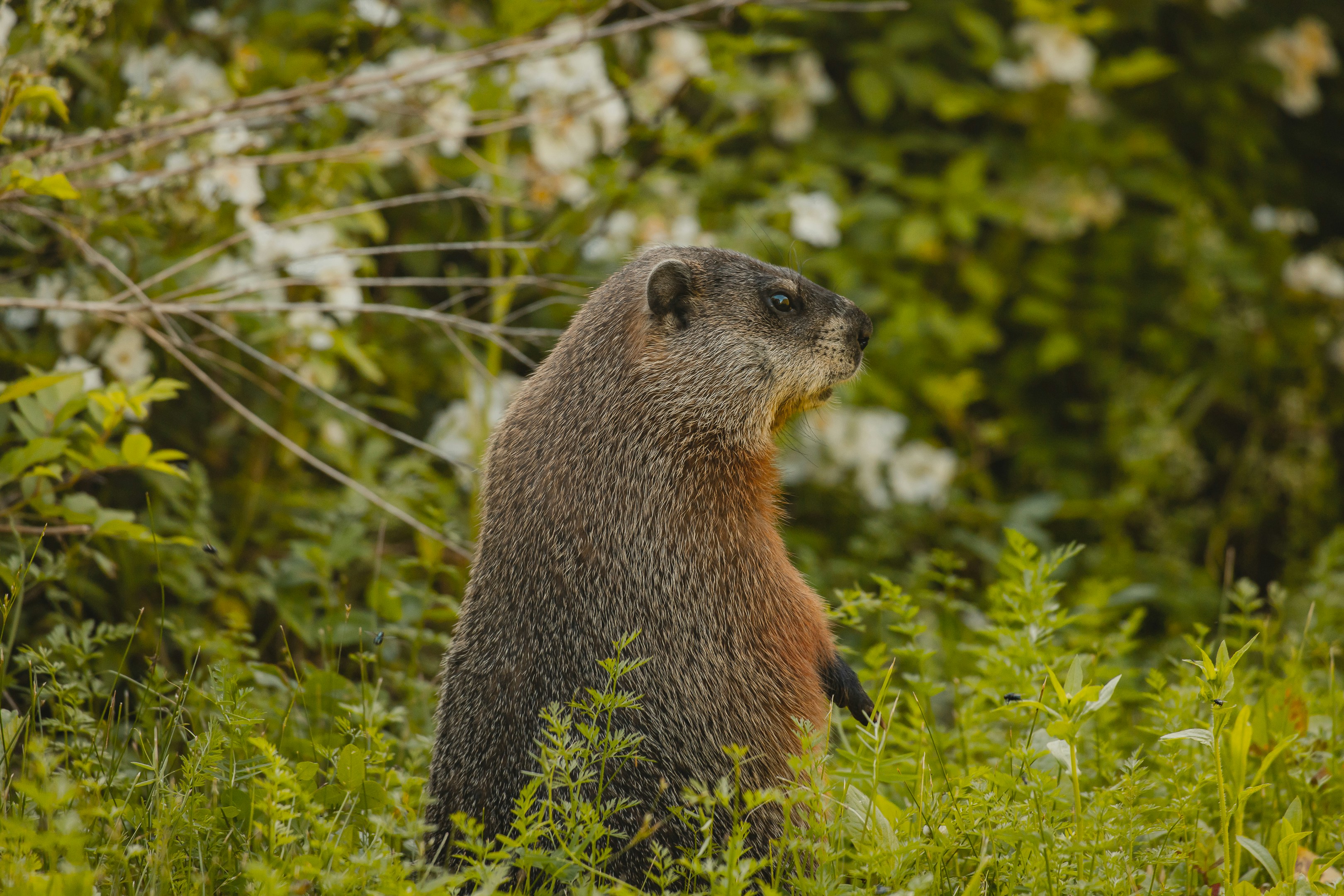 Photo by chrischacon