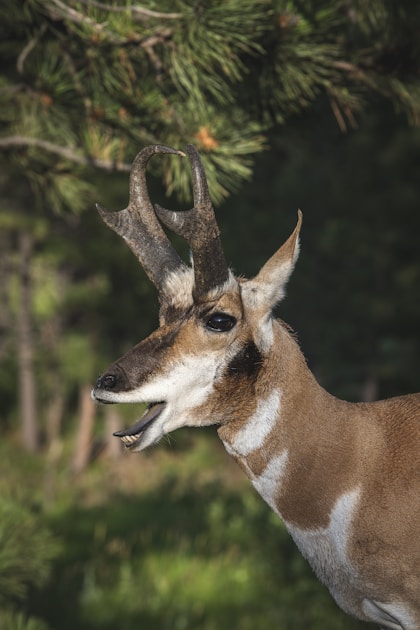 Pronghorn buck in Wyoming sagebrush terrain