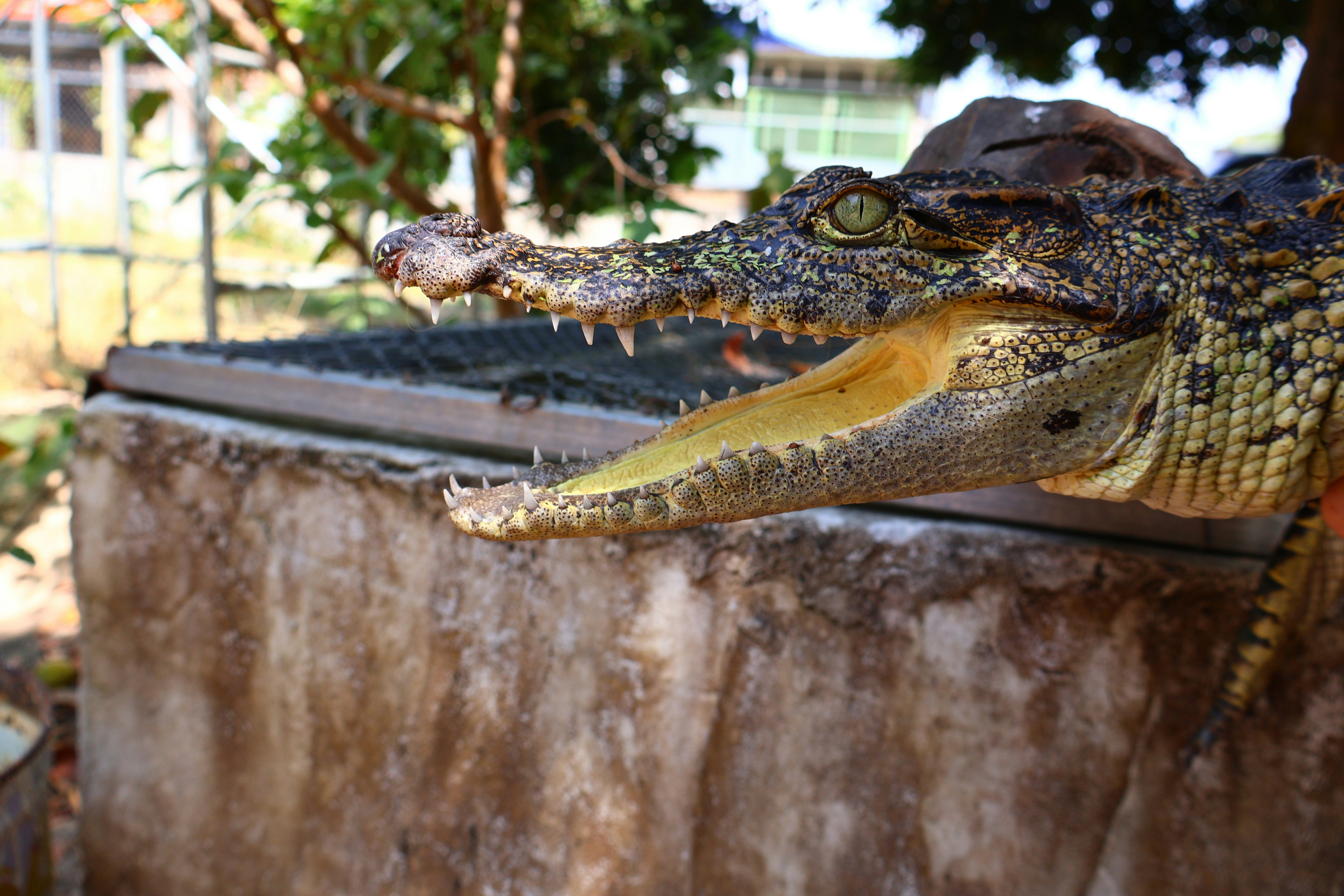 A crocodile opens its mouth, showing teeth.