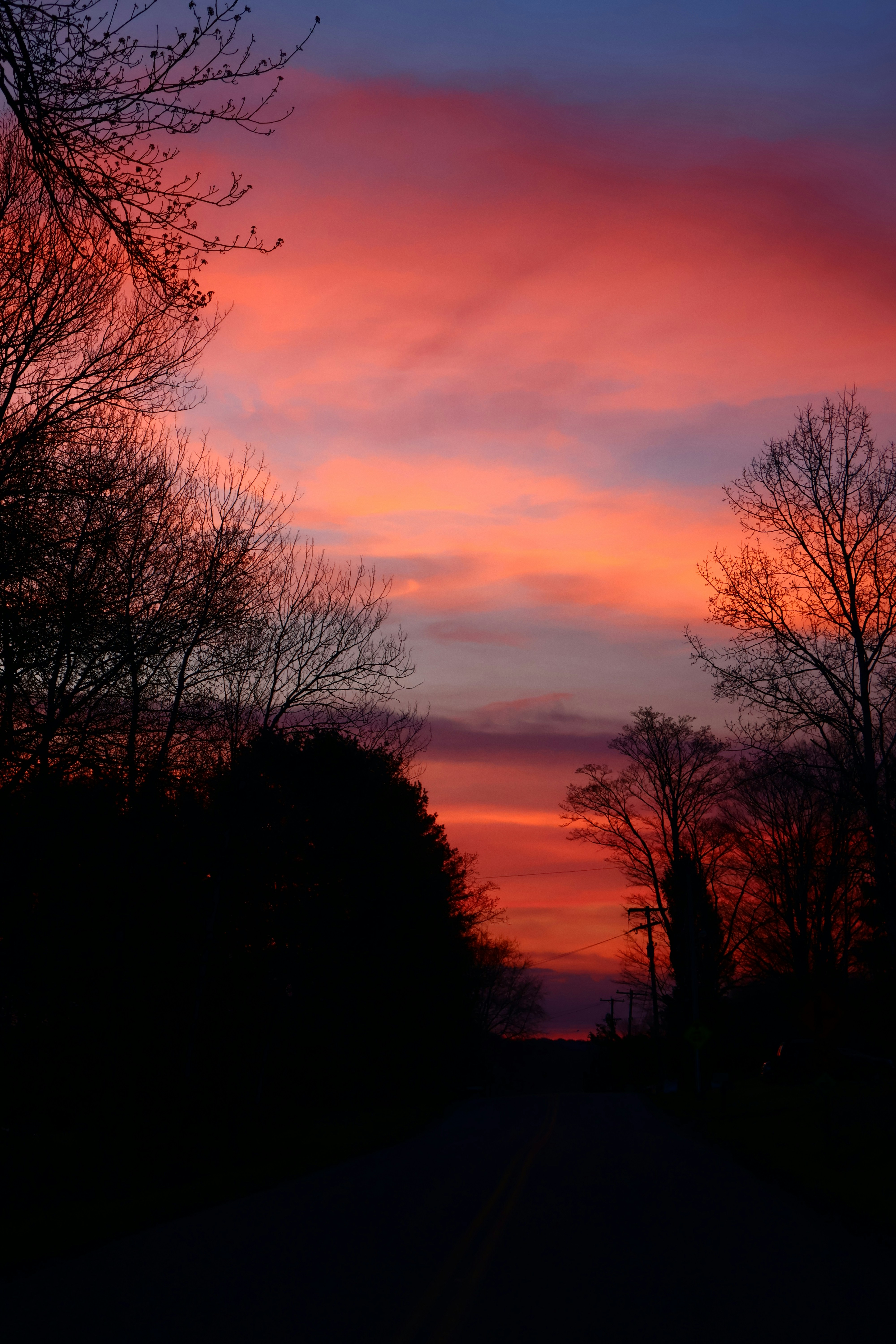 Vibrant sunset illuminates the silhouettes of trees.