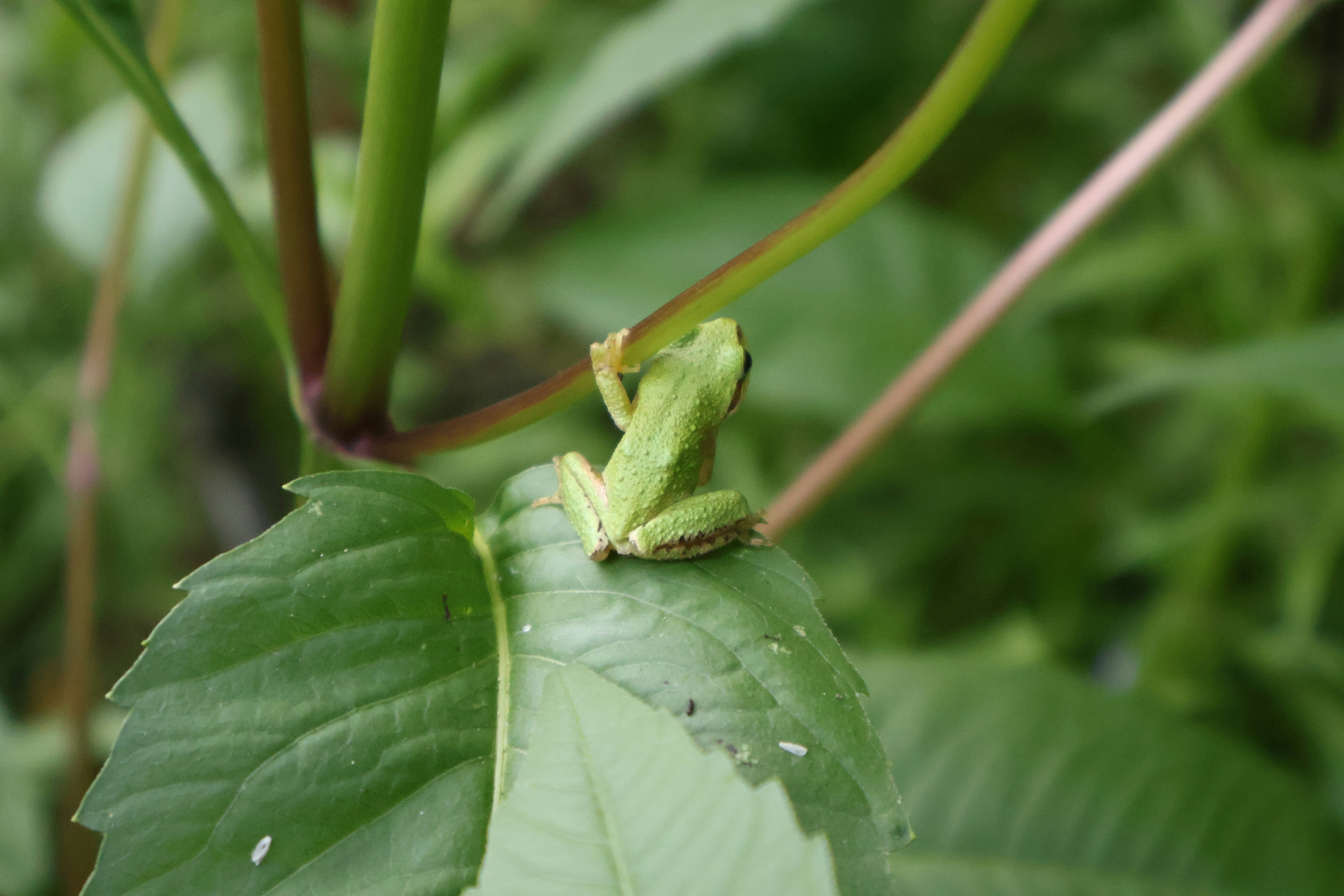 A green frog is resting on a leaf.