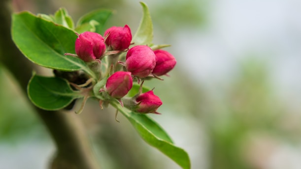 Red flower buds are ready to bloom.