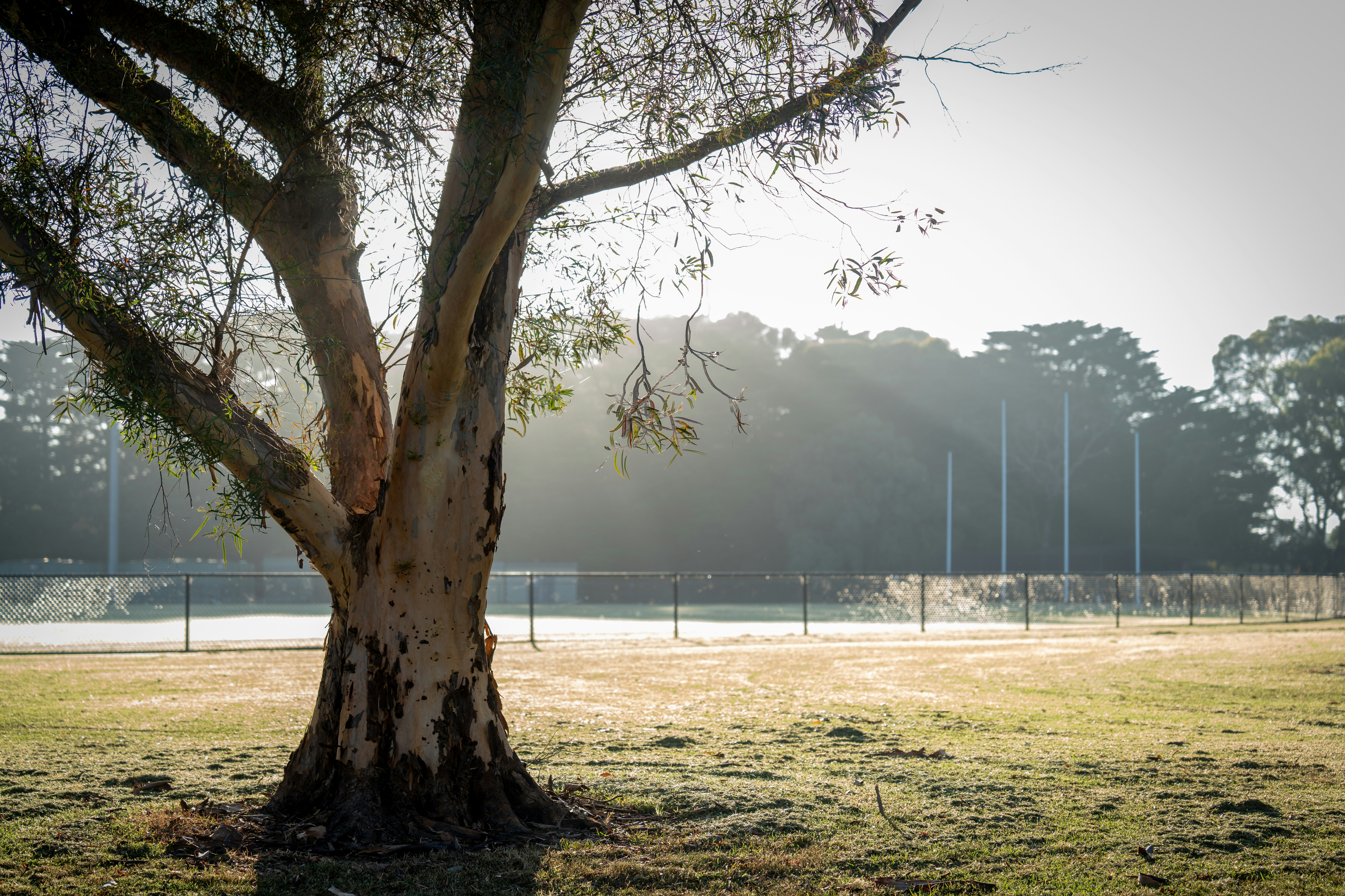 A tree stands in a grassy field.