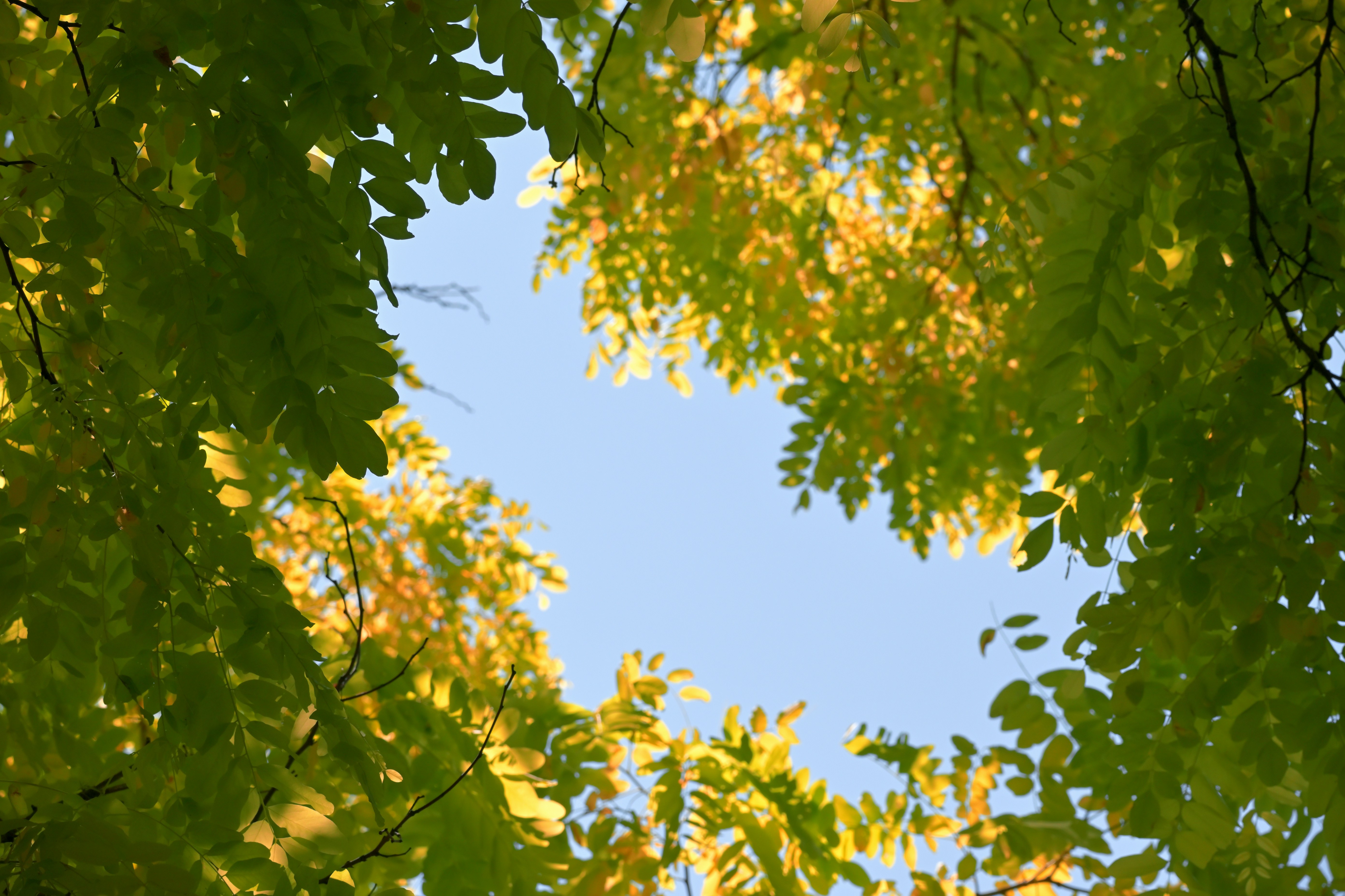 Photo by fleeting_glow